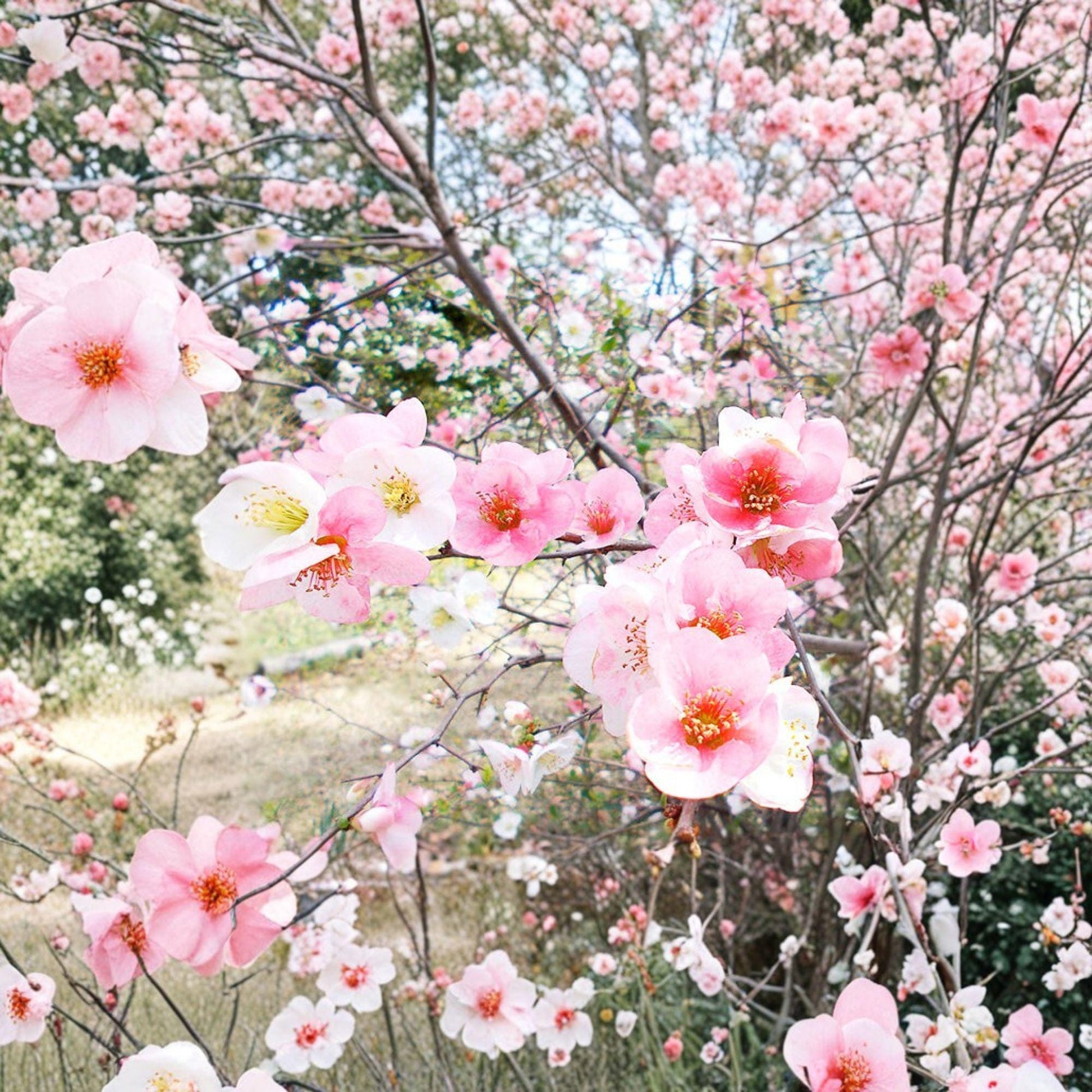 Toyo Nishiki Quince Live Plant 6+ Inches | Multicolor Blooms | Chaenomeles speciosa | Japanese Flowering Ornamental Shrub