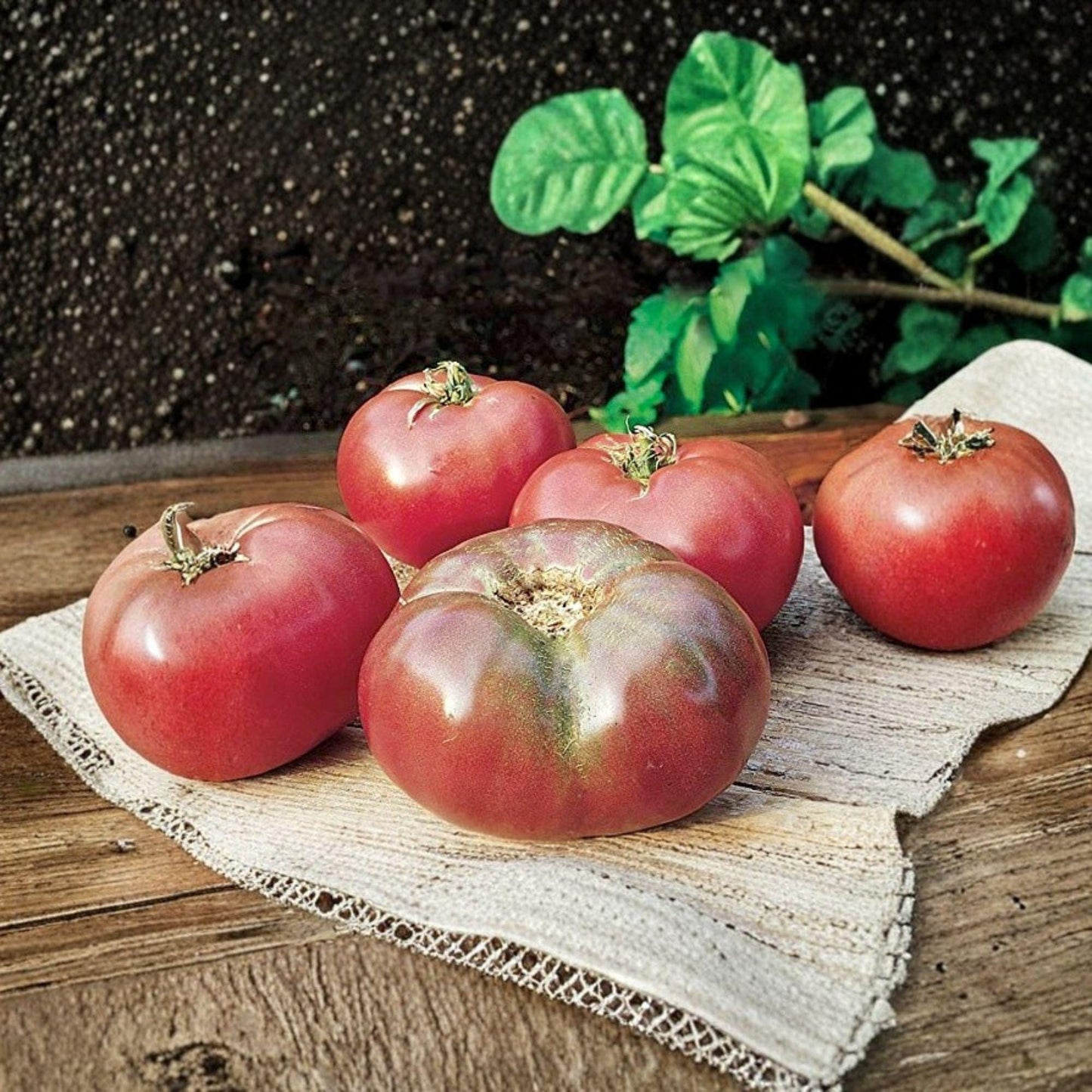 Cherokee Purple Tomato Plants - 2 Starter Plants 4-6 Inches - Heirloom Variety, Solanum lycopersicum, Purple-Red Fruit