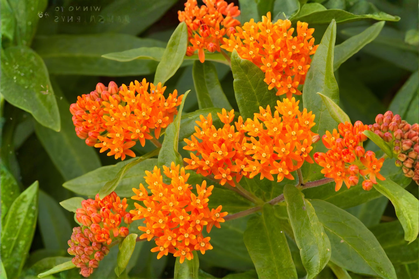 Butterfly Weed Seeds (15) - Orange Milkweed, Asclepias tuberosa, Drought-Tolerant Wildflower for Pollinator Gardens