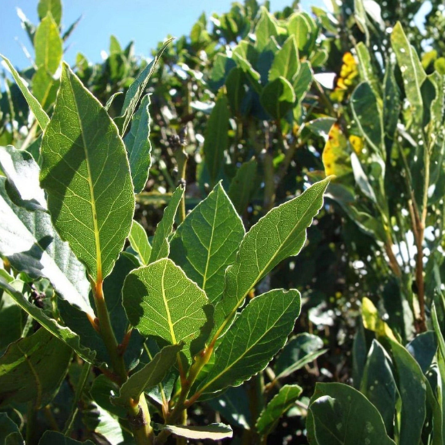 Bay Leaf Tree Live Plant 2-4 Inches Laurus nobilis Rooted Starter - Edible Culinary Herb for Cooking and Gardening