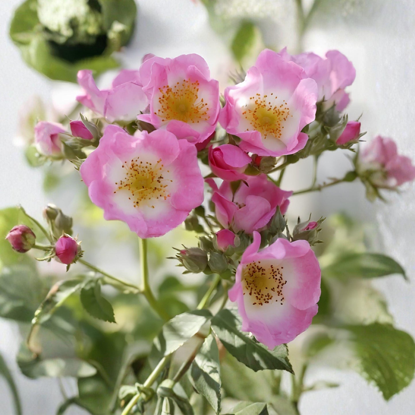 Wild Pink Climbing Rose Live Plant (6-12 Inches) - Hardy Garden Rose, Rosa spp., Bare Root