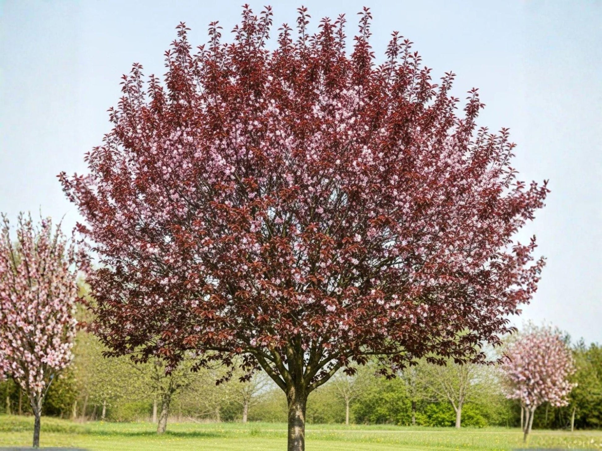 Cherry Plum Cuttings - 3 Unrooted Purple Leaf Cuttings - Prunus cerasifera - Ornamental Fruit Tree for Garden & Landscape