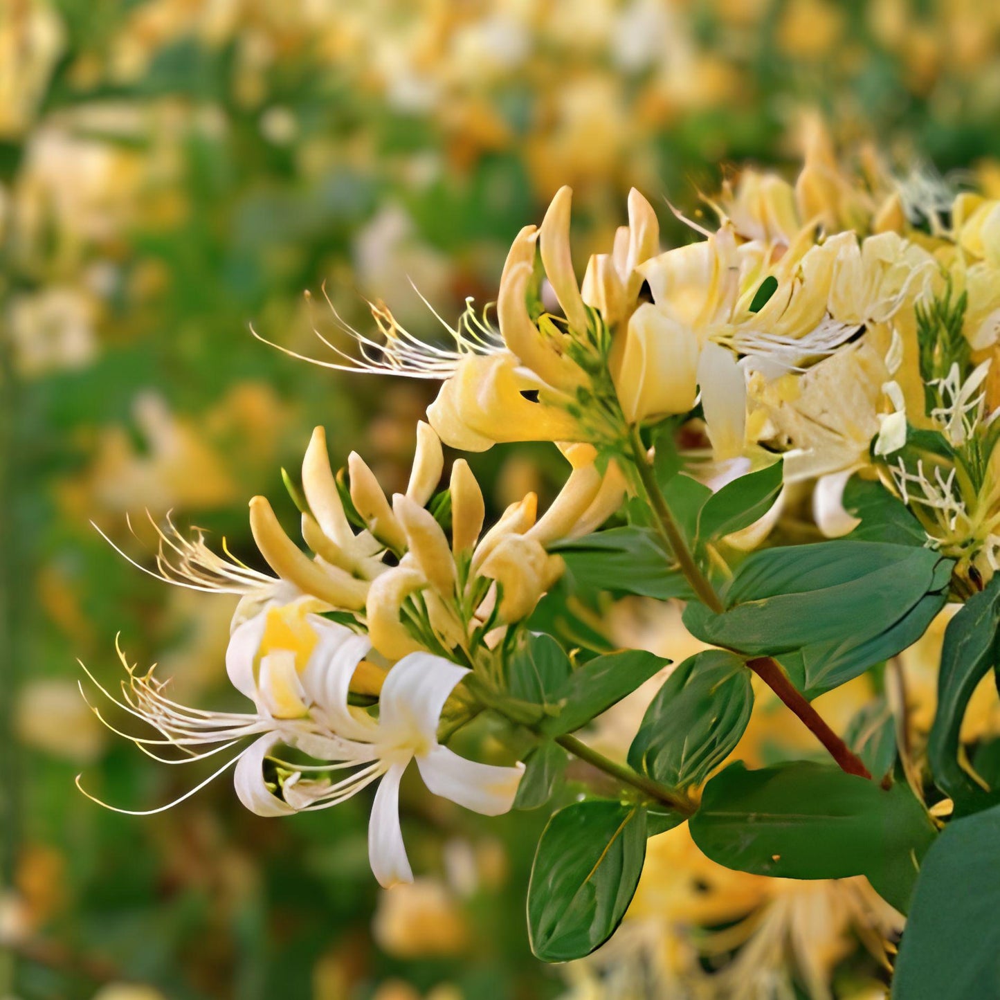 Hall's Honeysuckle Vine - 4 Live Plants, Fragrant White-Yellow Flowers, Lonicera japonica ‘Halliana’, Bare Root Starter Plants