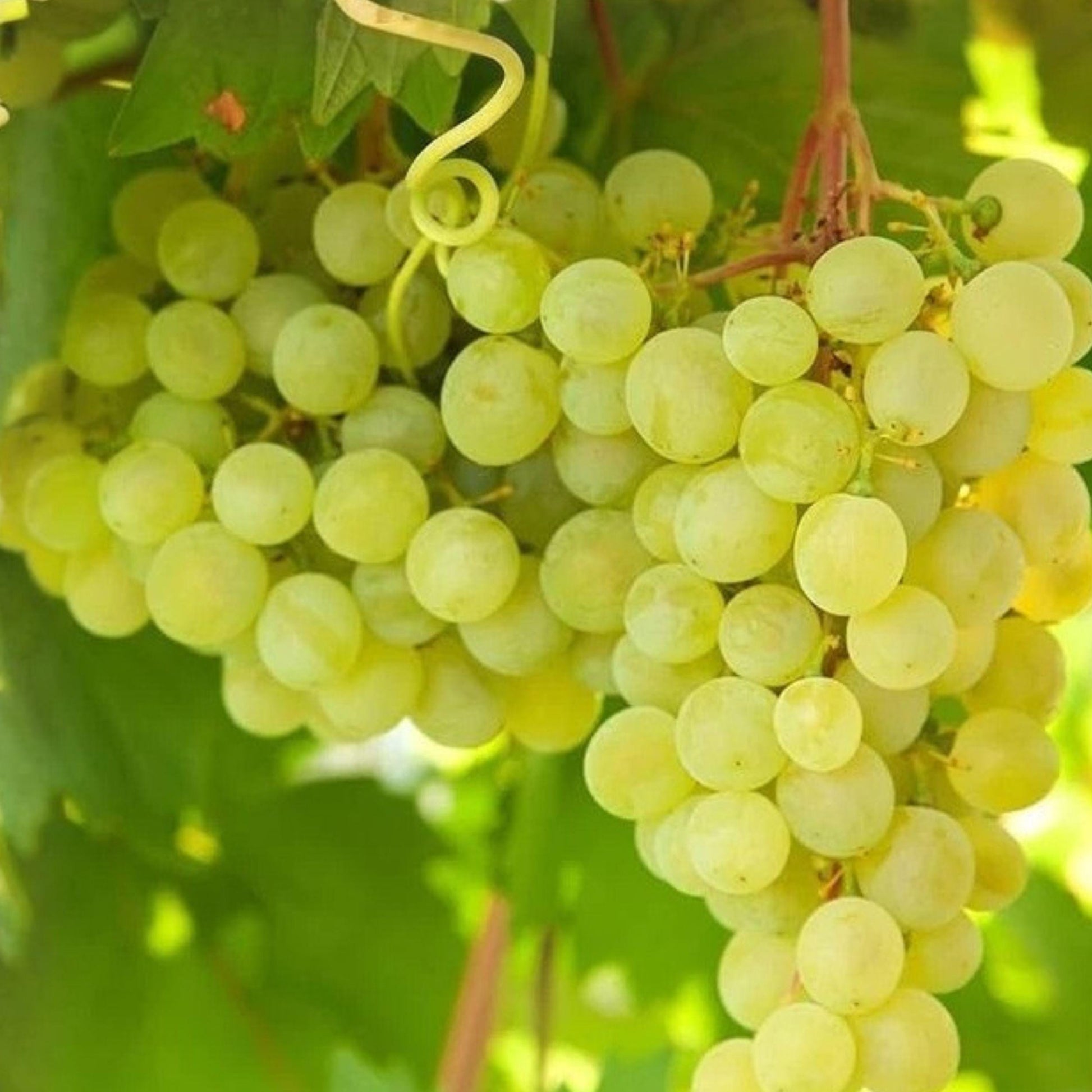 Thompson Seedless Grape Vine Cuttings - 6 Inch Unrooted Vitis vinifera - 3 Live Cuttings for Fruit Garden Planting