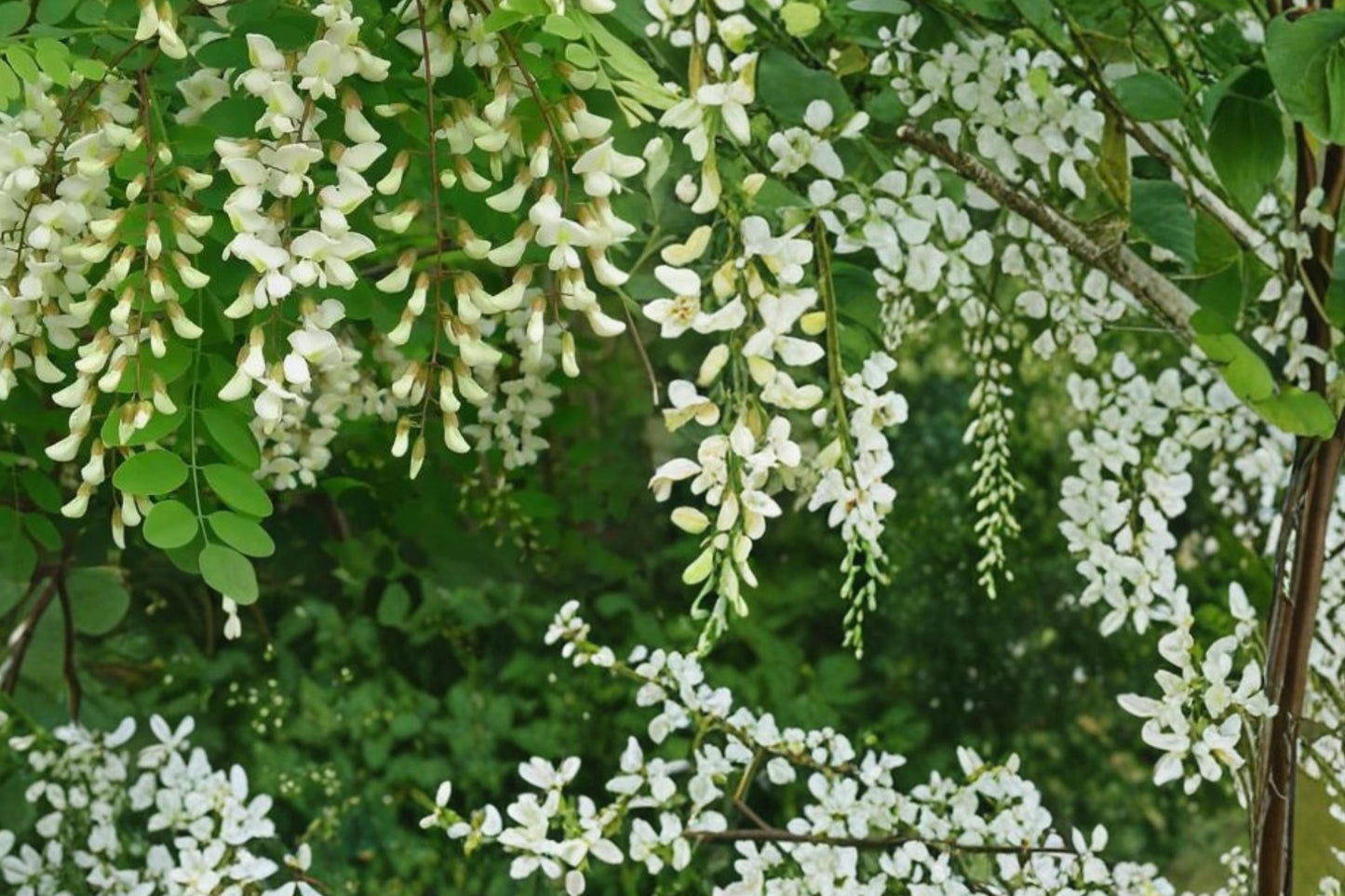 Black Locust Tree Seeds 30 Pack - Fragrant White Flowers - Robinia pseudoacacia - Deciduous Pollinator-Friendly Garden Tree