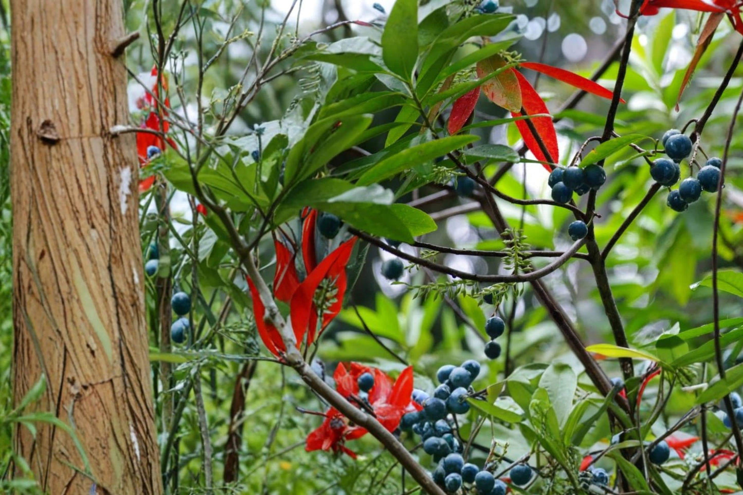 Blue Marble Tree Seeds - 5 Seeds - Elaeocarpus angustifolius - Tropical Evergreen with Glossy Foliage & Blue Fruit