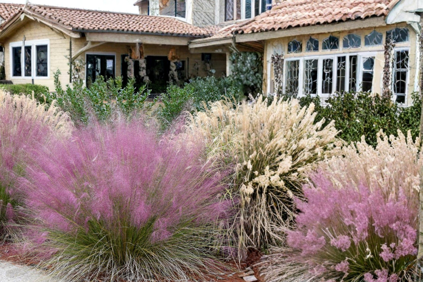 Pink Muhly Grass Seeds - 30 Perennial Ornamental Grass Seeds - Muhlenbergia capillaris - Airy Pink Plumes for Landscape Gardens