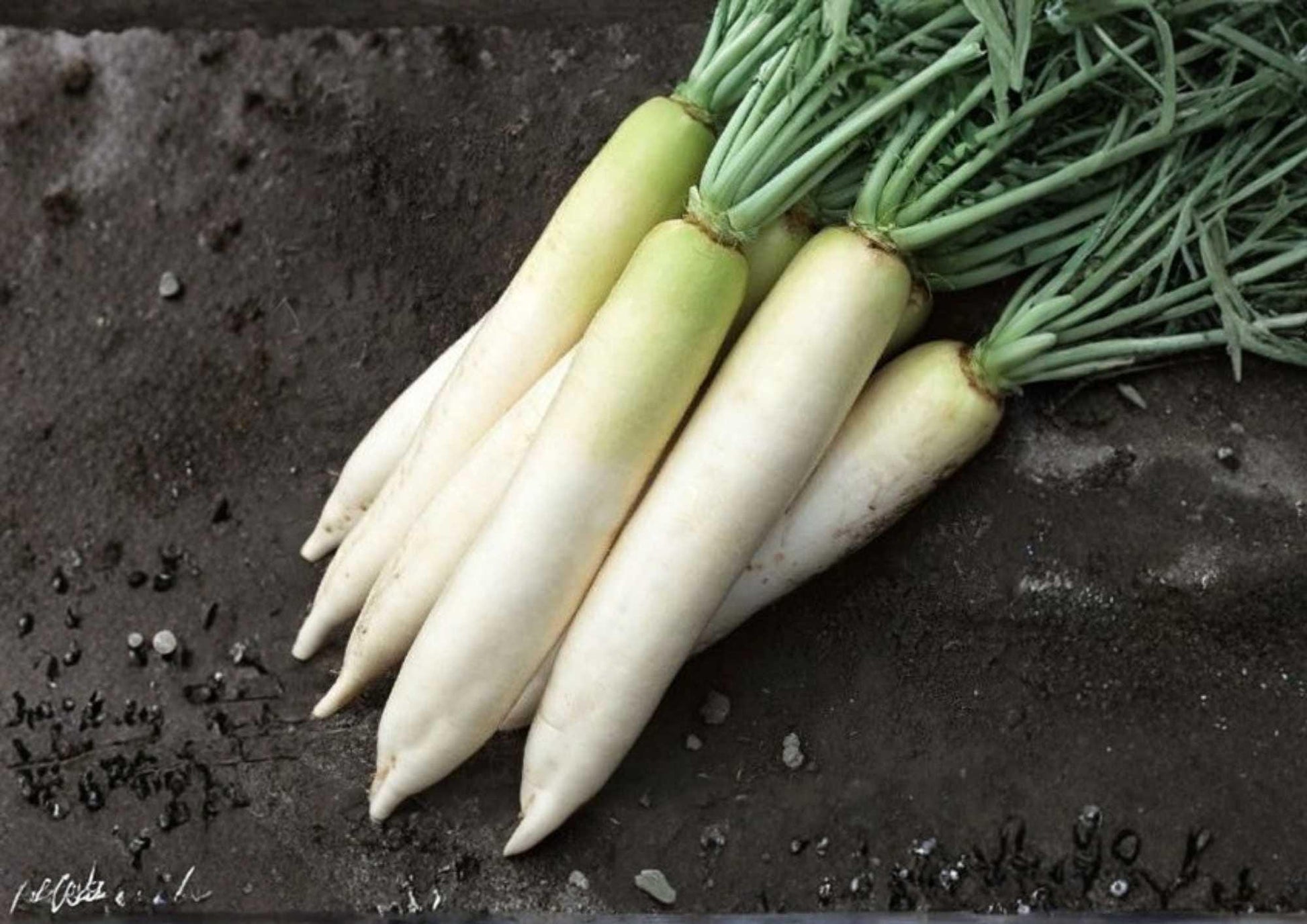 White Icicle Radish Seeds - 200+ Heirloom Organic Non-GMO Rare Vegetable Seeds for Garden Planting, Long Crisp Roots