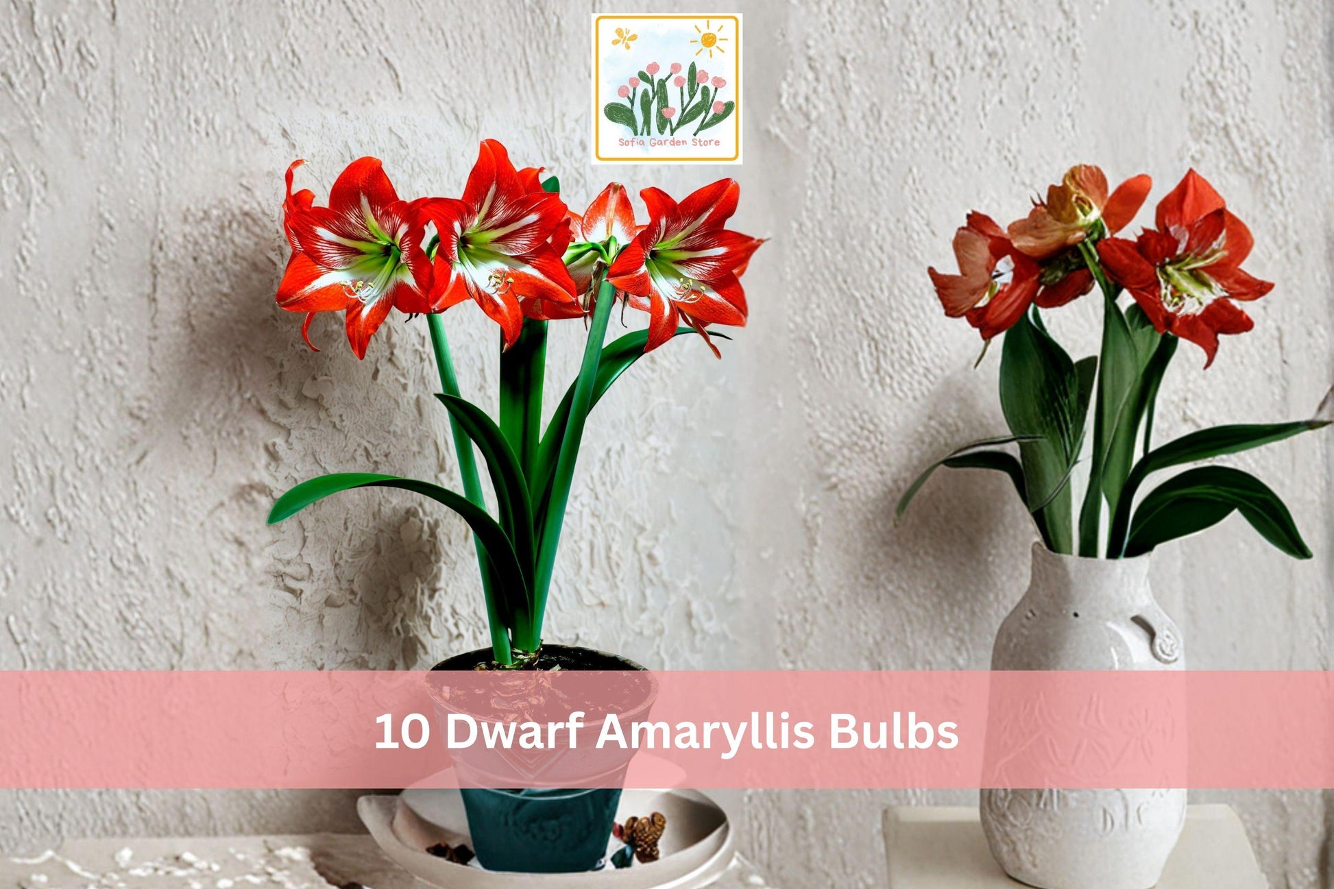 Dwarf Amaryllis Bulbs 10-Pack Mixed Colors Hippeastrum Easy Grow Indoor Winter Flower