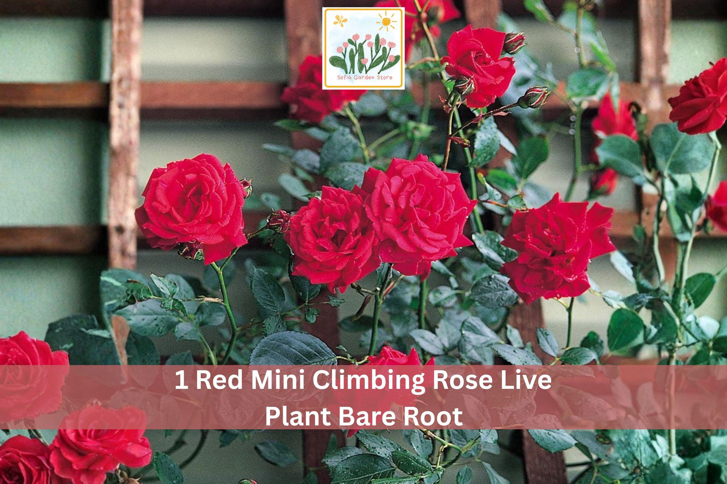 Red Mini Climbing Rose Live Plant Bare Root 1-2 Ft Rosa spp. Vibrant Double Blooms Ideal for Trellis and Vertical Gardens