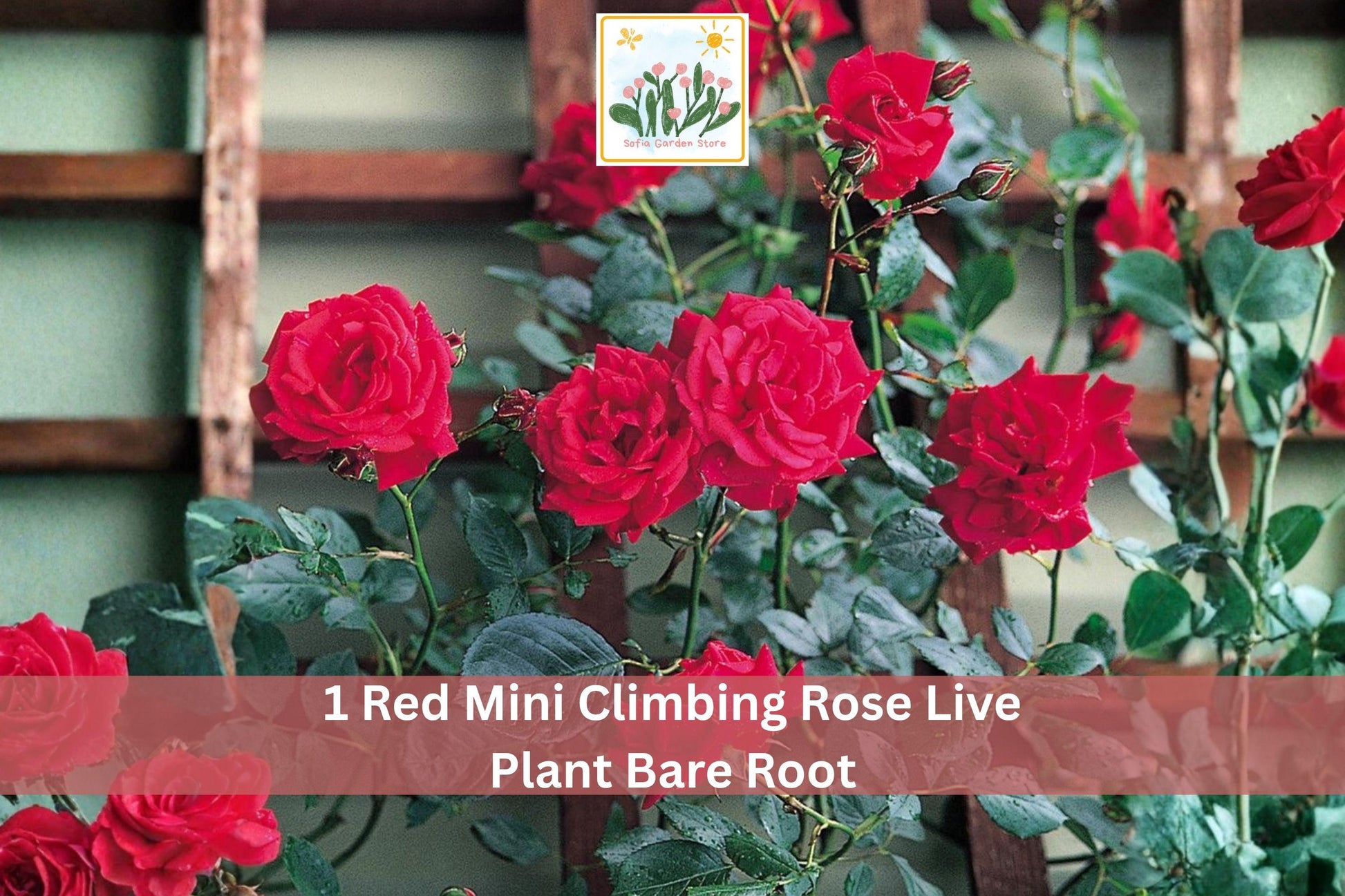 Red Mini Climbing Rose Live Plant Bare Root 1-2 Ft Rosa spp. Vibrant Double Blooms Ideal for Trellis and Vertical Gardens