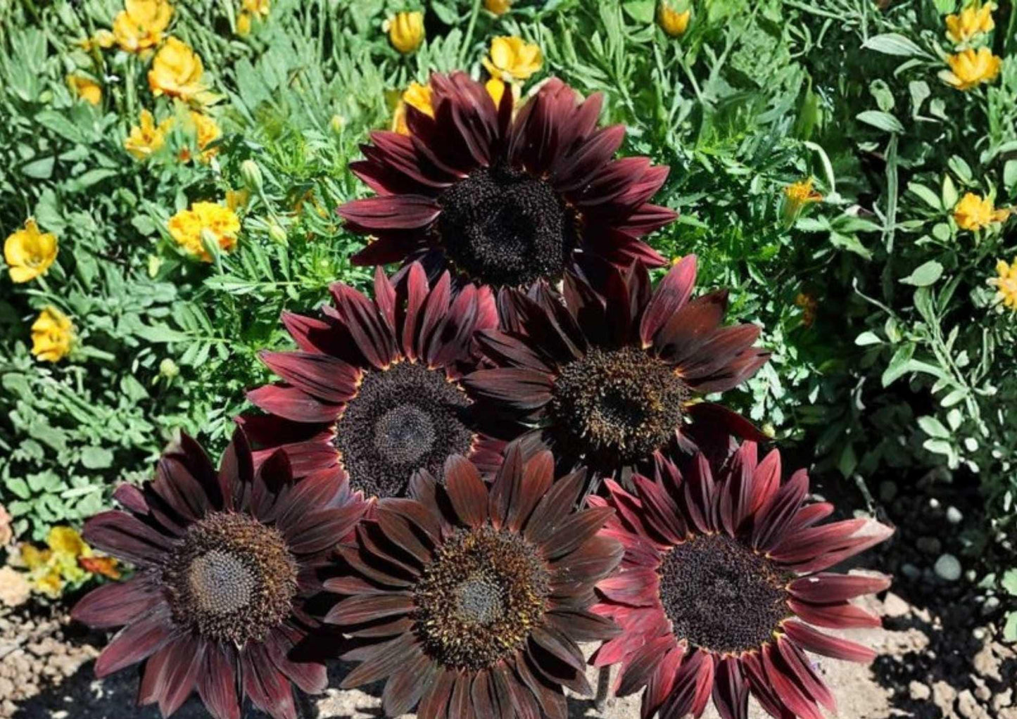 Chocolate Cherry Sunflower Seeds - 50+ Heirloom Organic Non-GMO Rare Pollinator Seeds for Garden Planting, Helianthus annuus