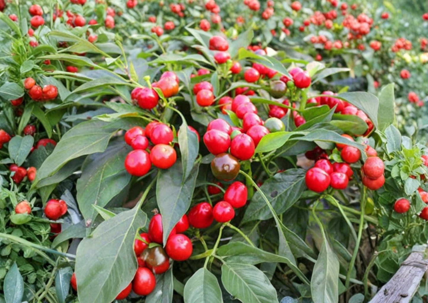 Large Red Cherry Hot Pepper Seeds - 100+ Chili Seeds for Garden Planting - Capsicum annuum - Fast Growing, Sweet Heat Variety