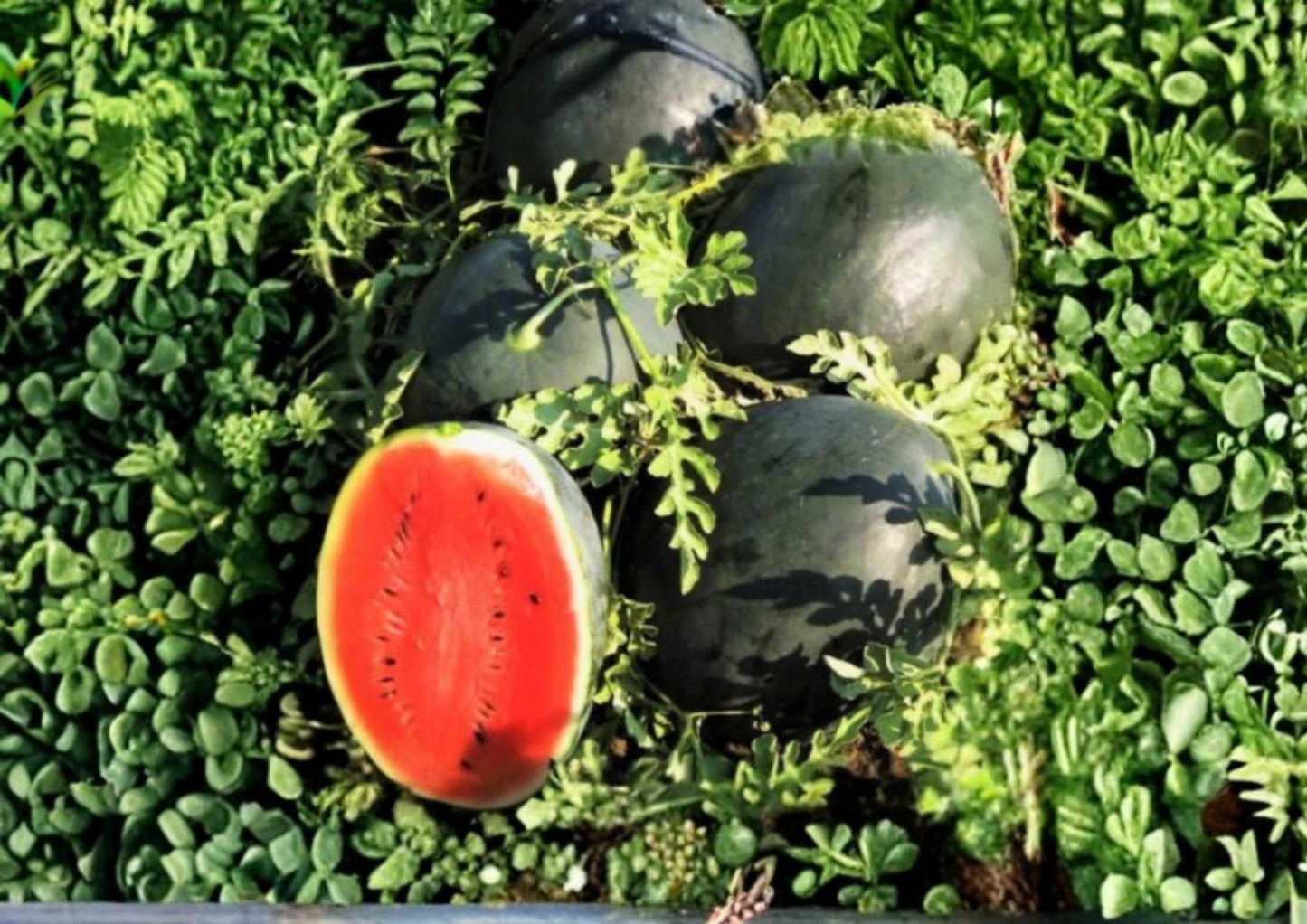 25+ Charleston Grey Watermelon Seeds - Heirloom Organic Non-GMO Giant Fruit Seeds for Garden Planting (Citrullus lanatus)
