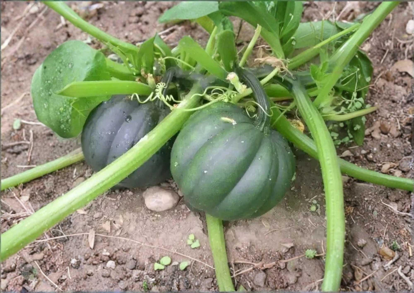 Table Queen Acorn Winter Squash Seeds - 50+ Heirloom Non-GMO Vegetable Seeds for Easy Garden Planting - Sweet Dark Green