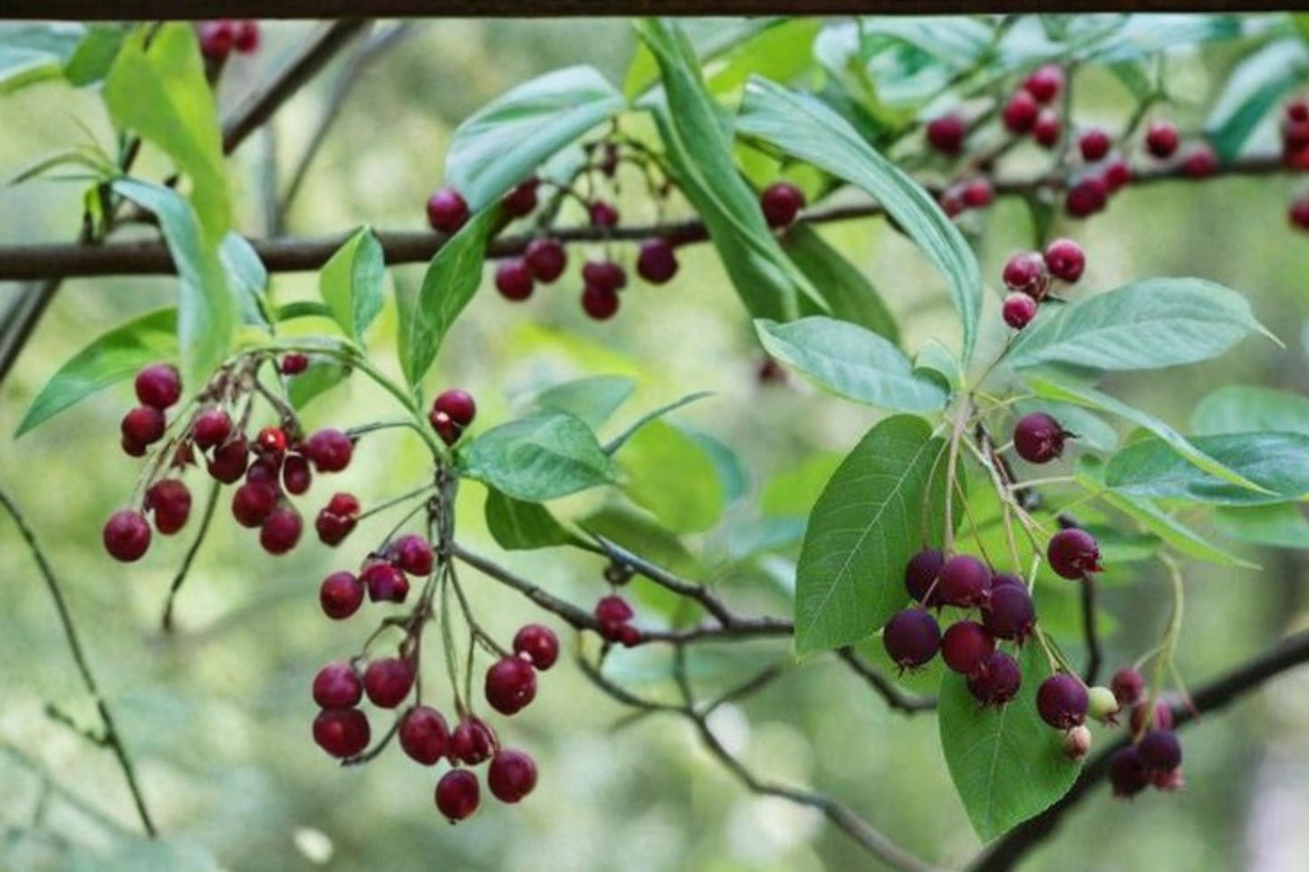 Juneberry Seeds - 30 Count - Amelanchier lamarckii - Edible Berries, White Flowers, Deciduous Shrub for Temperate Gardens