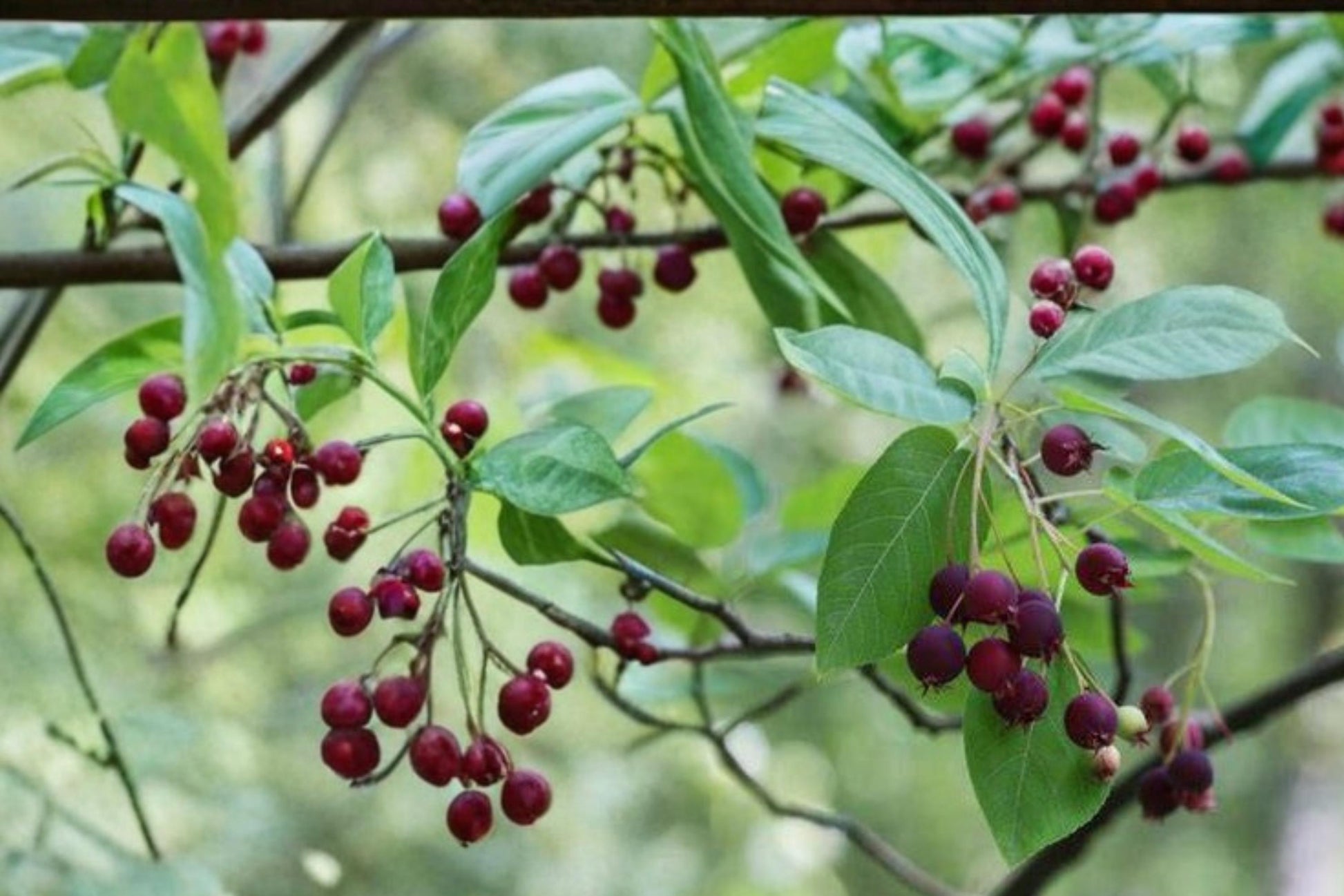 Juneberry Seeds - 30 Count - Amelanchier lamarckii - Edible Berries, White Flowers, Deciduous Shrub for Temperate Gardens