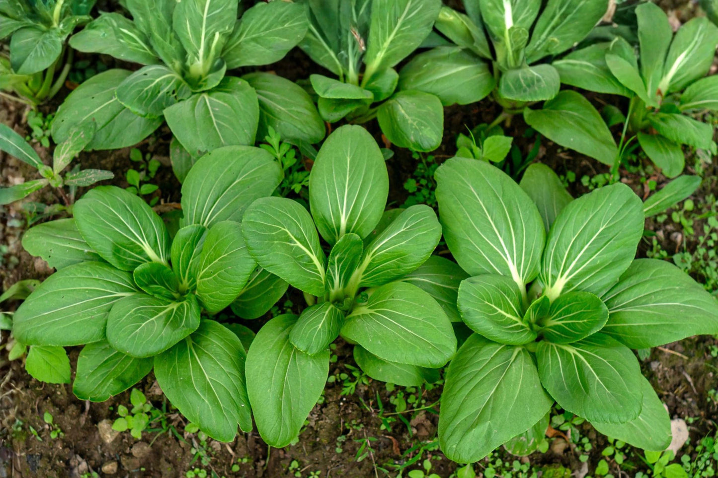 Pak Choi Seeds (100) | Fun Jen Hybrid | Fast-Growing Bok Choy for Stir-Fries | Brassica rapa subsp. chinensis