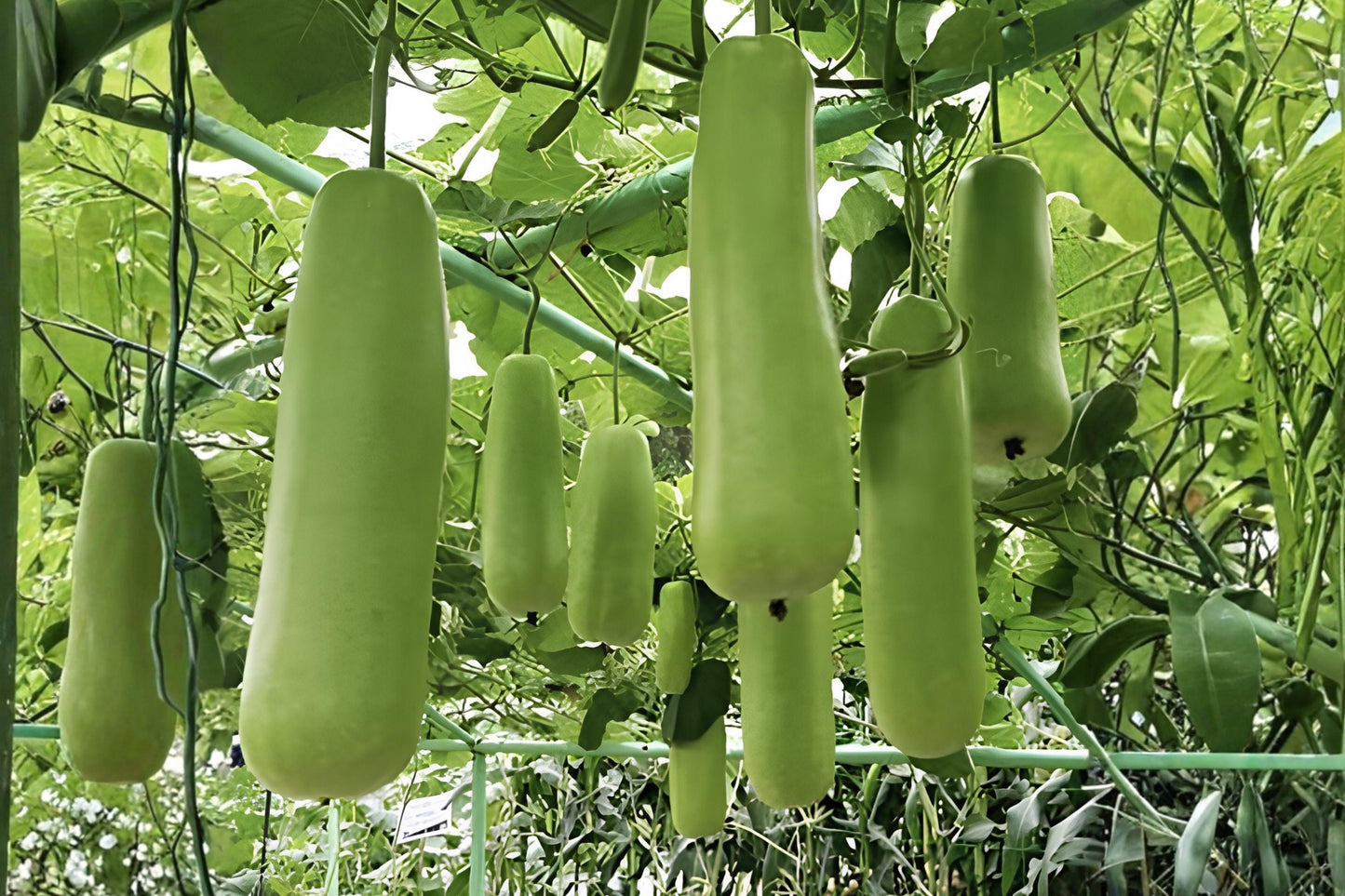 Nam Tao Yai Gourd Seeds (5) | Large Bottle Gourd Hybrid | Fast-Growing Culinary & Craft Variety | Lagenaria siceraria