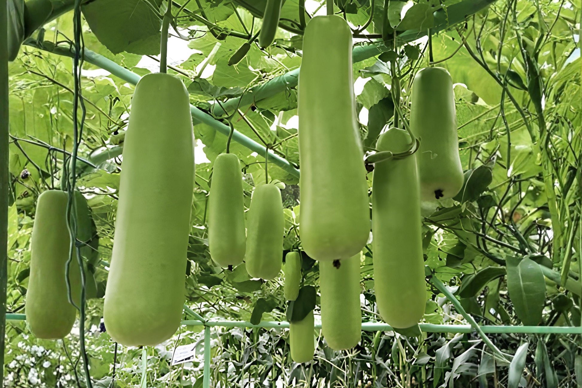 Nam Tao Yai Gourd Seeds (5) | Large Bottle Gourd Hybrid | Fast-Growing Culinary & Craft Variety | Lagenaria siceraria