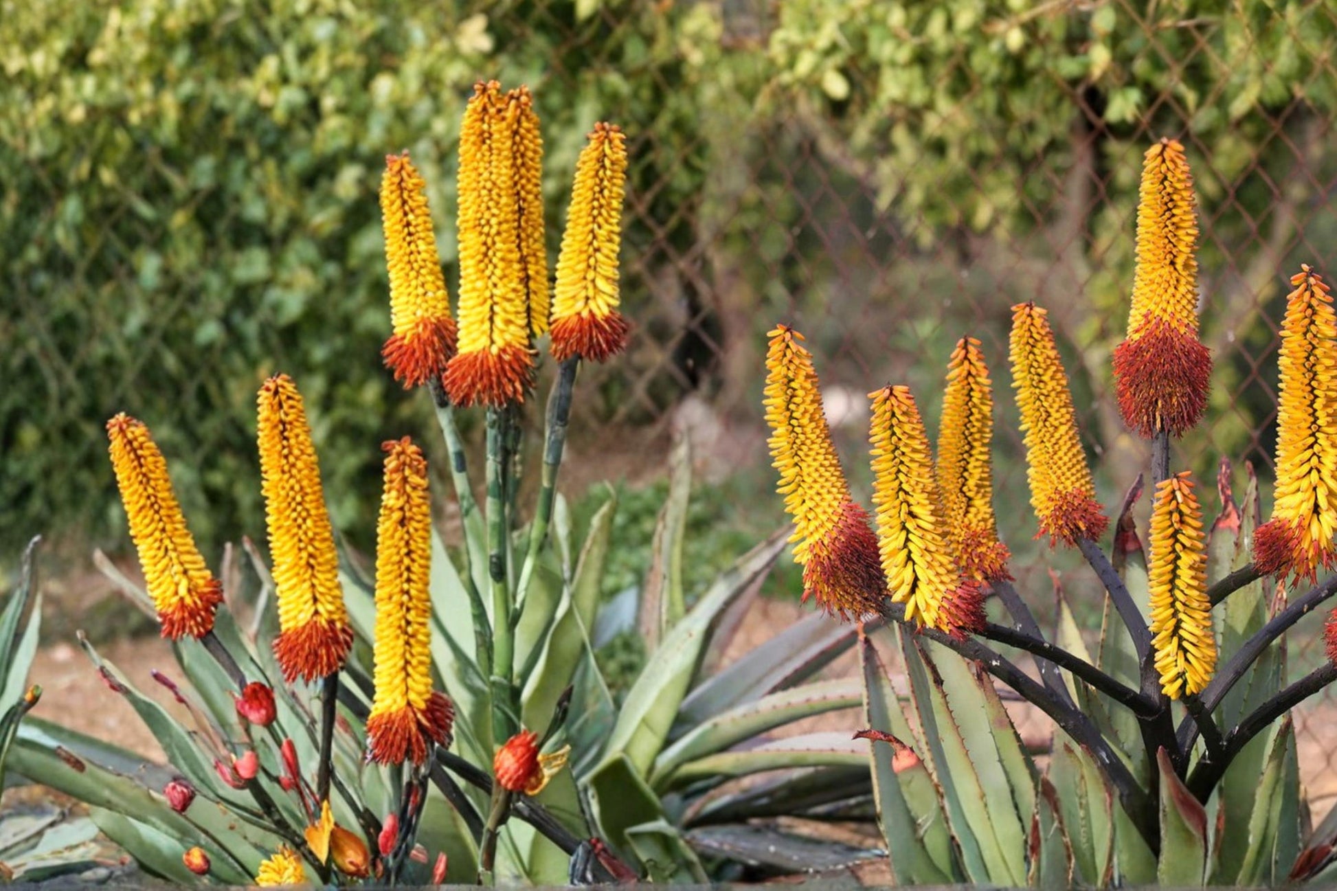 Aloe Spectabilis Seeds - 30 Pack - Succulent Perennial with Rosette Foliage - Drought Tolerant - Aloe spectabilis