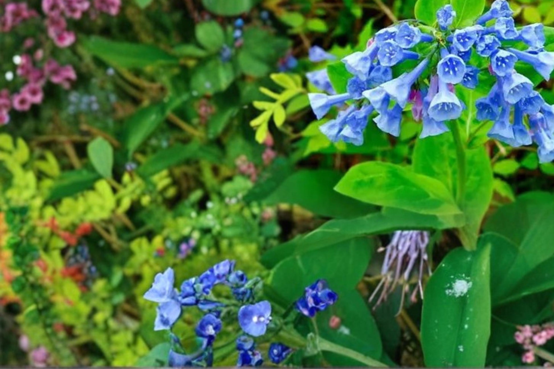 Virginia Bluebells Seeds - 10 Seeds - Mertensia virginica - Pink to Blue Perennial Wildflower for Shade Gardens