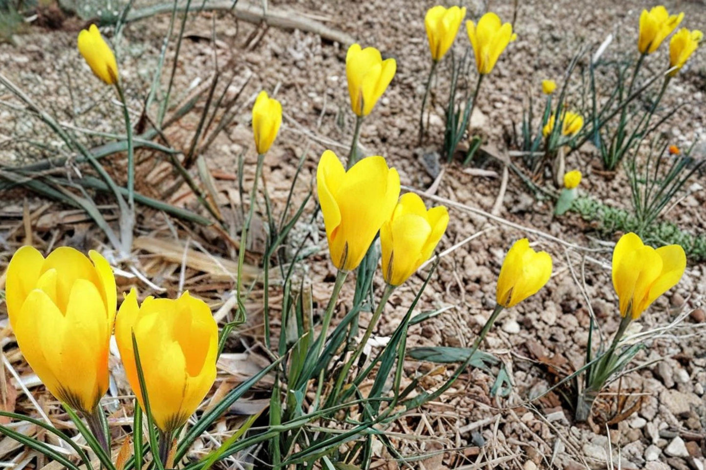 Golden Yellow Crocus Bulbs - 20 Perennial Flowering Bulbs - Crocus - Bright Spring Blooms for Garden Beds and Borders
