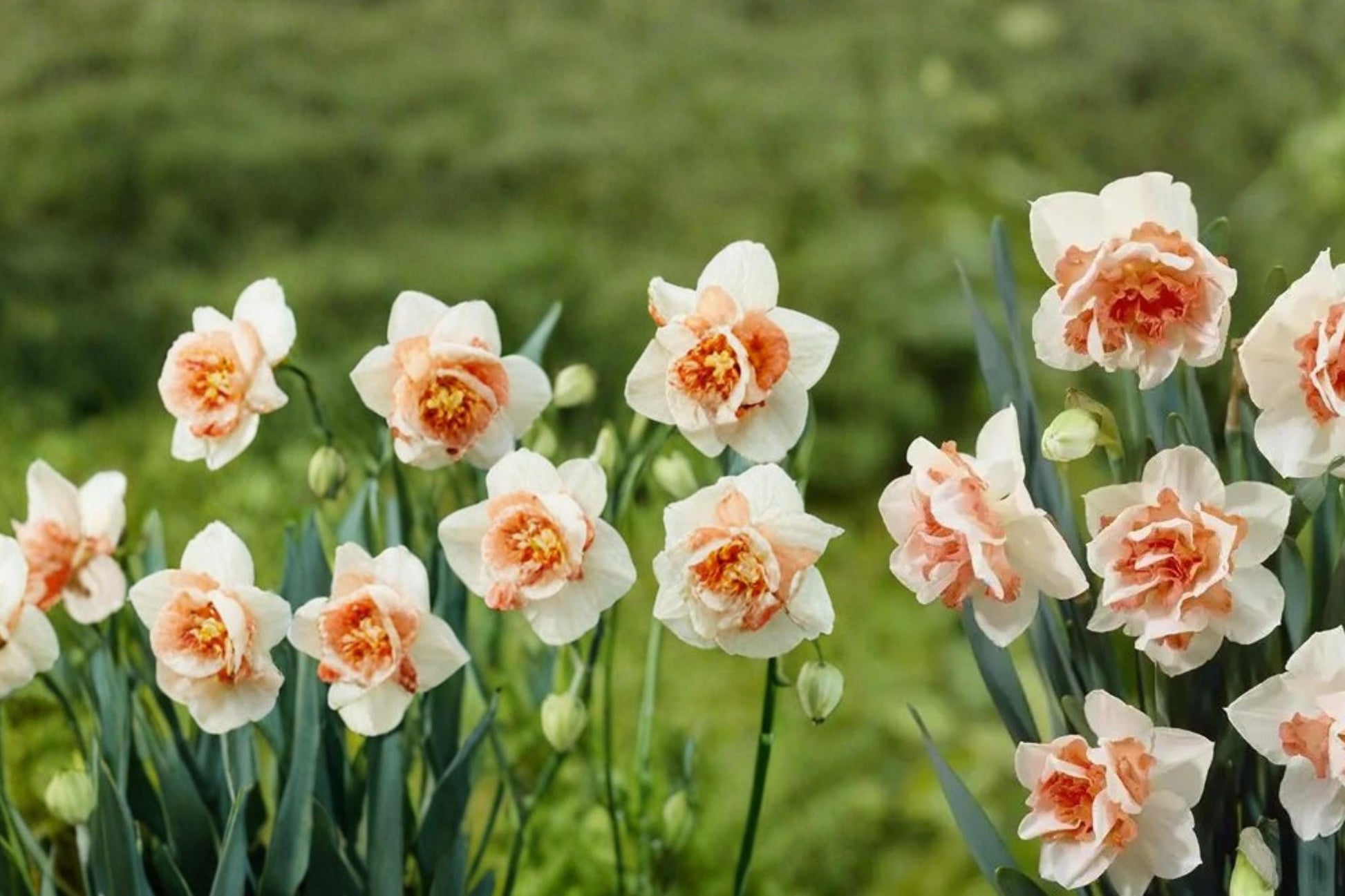 Replete Double Daffodil Bulbs - 10 Narcissus Bulbs, Layered White & Peach-Pink Blooms, Perennial Flowering Bulbs for Garden Planting