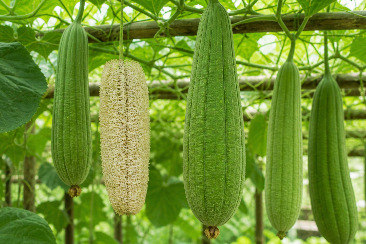 Luffa Sponge Gourd Seeds (5) | Natural Loofah Plant | Luffa cylindrica for Gardens & DIY Eco-Friendly Products