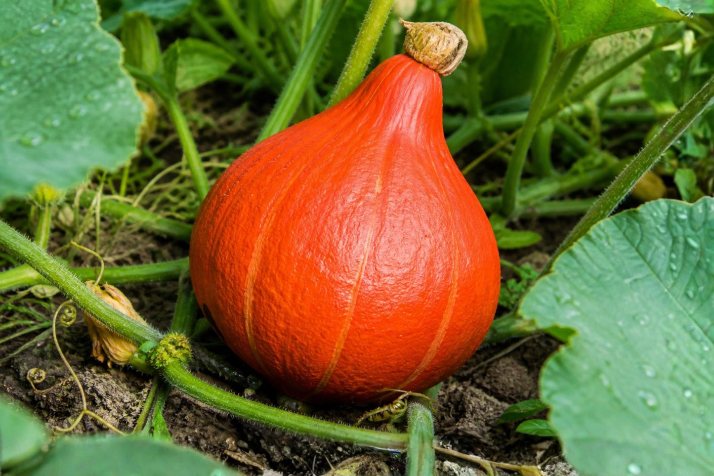 Japanese Red Kuri Squash Seeds (5) | Uchiki Kuri Winter Squash | Heirloom, Nutty Flavor, Orange-Red Skin | Cucurbita maxima