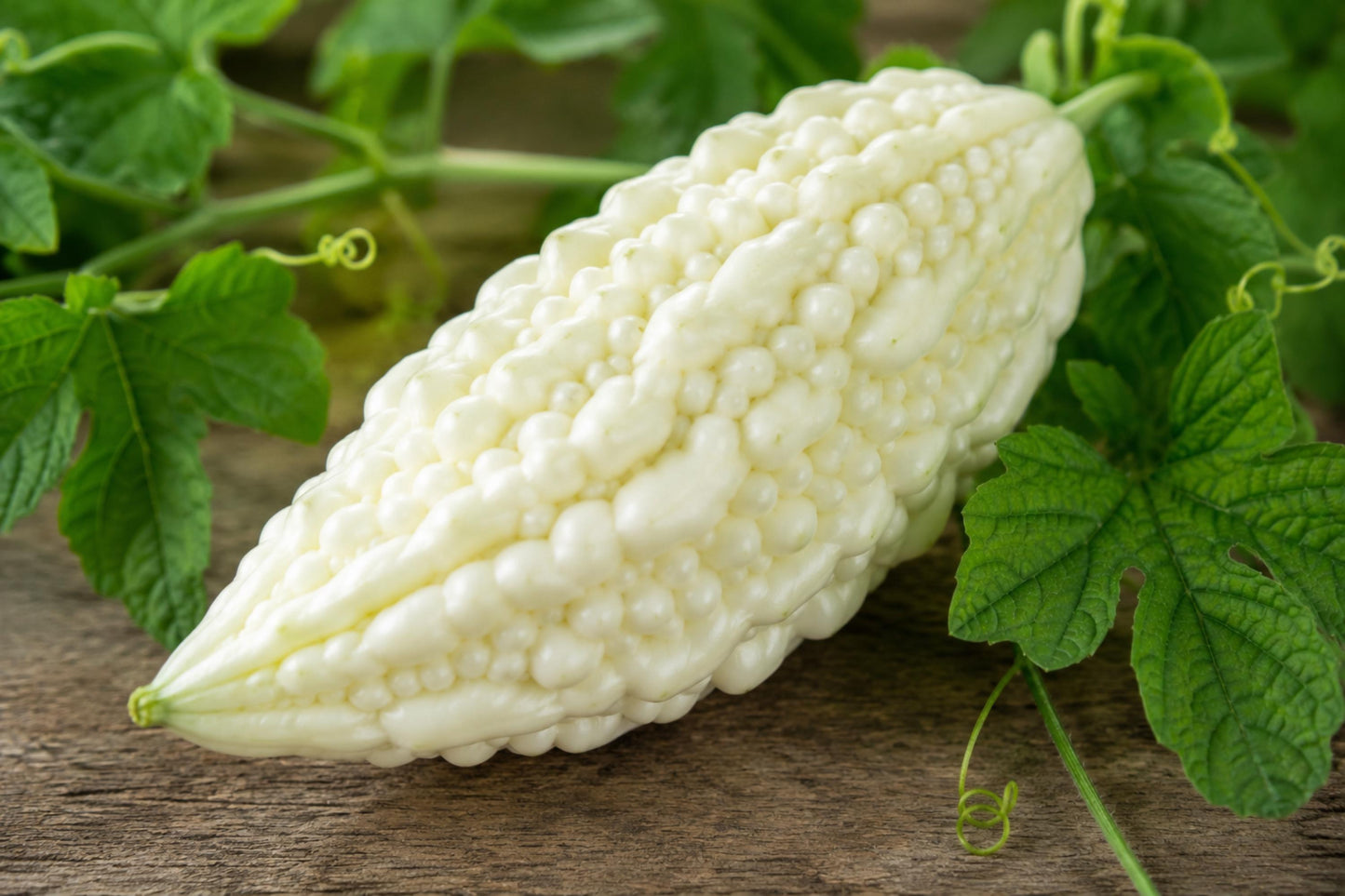 White Bitter Gourd Seeds - Hybrid, Milder Flavor, Asian Cuisine Vegetable (5 Seeds) - Momordica charantia for Unique Gardens