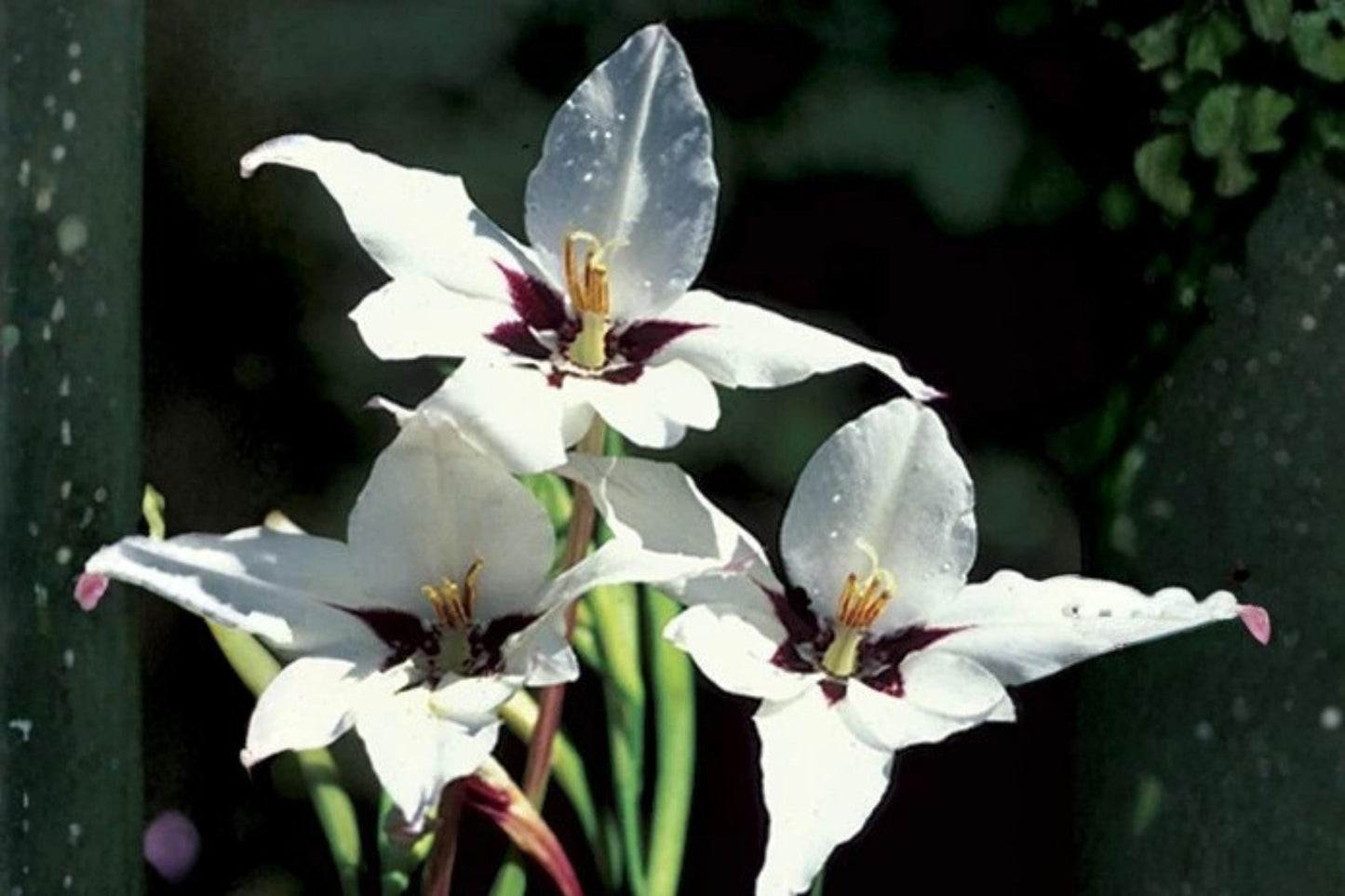Abyssinian Gladiolus Flower Bulbs - 5 Pack - Sweetly Scented - Acidanthera - Fragrant Garden Blooms for Borders & Containers