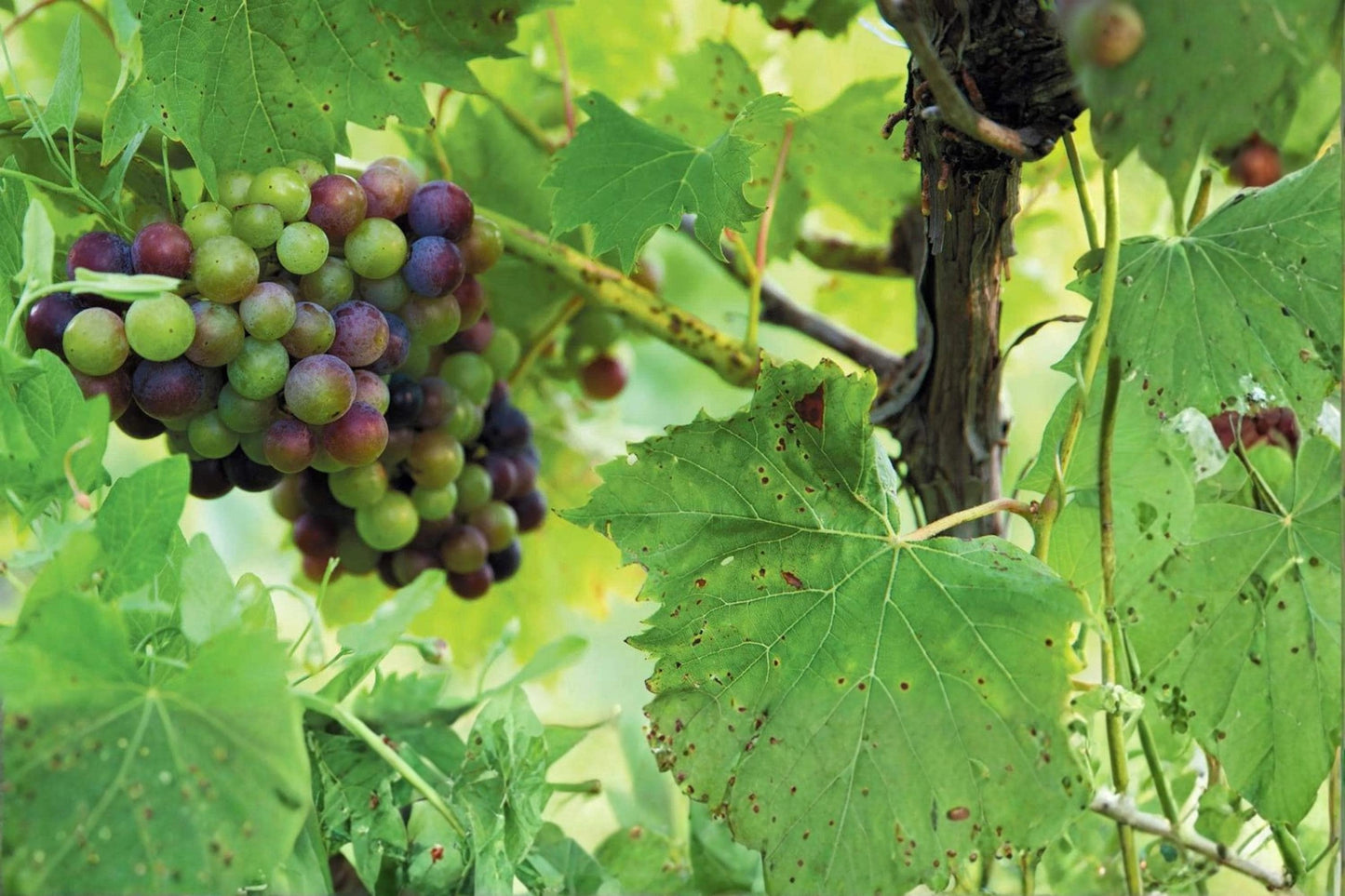Chambourcin Live Wine Grape Vine Plant - 1-2 Year Old - Vitis vinifera - Easy to Grow for Wine Making & Garden Aesthetic