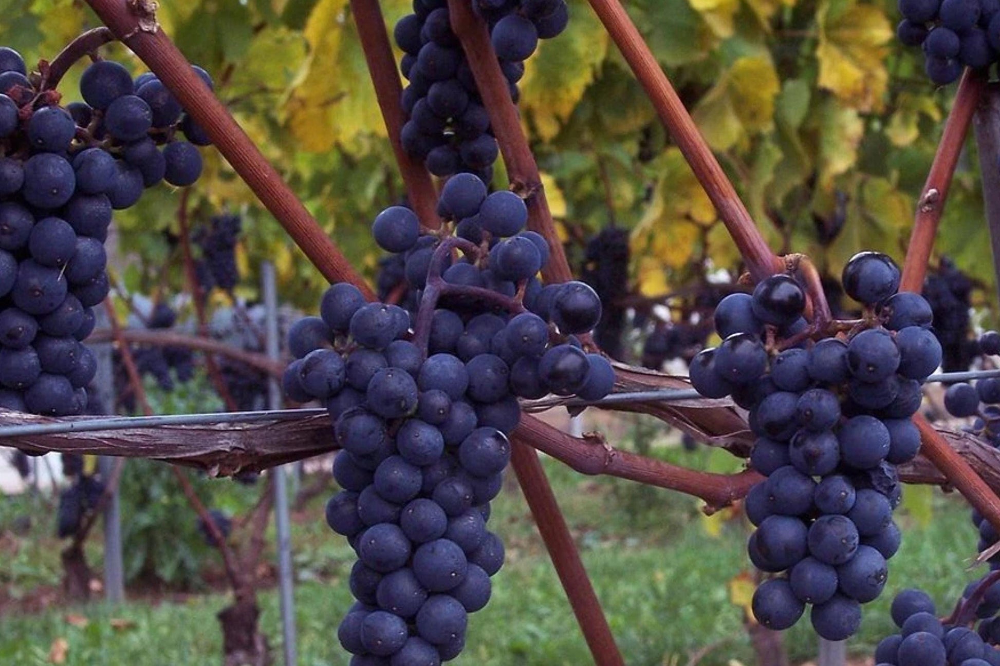 Marechal Foch Wine Grape Vine Plants - 1-2 Year Old Vitis Vinifera - Hardy Red Grapes for Wine Production