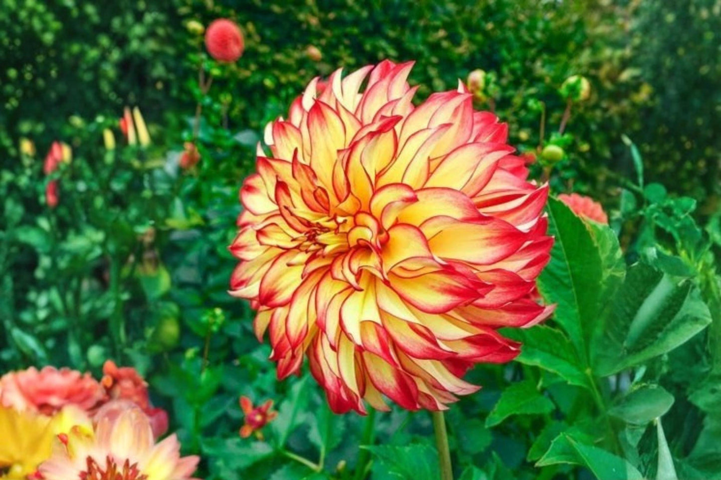 Dinner Plate Dahlia Bulb Tuber Clump - Lady Darlene - Massive Colorful Blooms - Dahlia spp. - Easy to Grow Garden Flowers