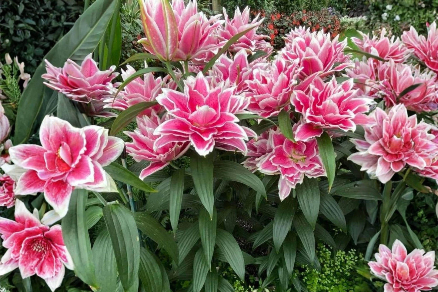 Roselily Flower Bulb - 6" Dark Pink & White Double Blooms - Lilium Hybrid - Premium Quality Garden Plant