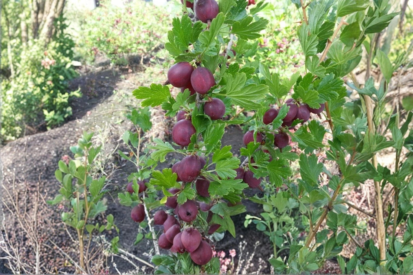 Gooseberry Plants - Hinnomaki Red - Healthy Live Pruned Plants - Ribes uva-crispa - Perfect for Home Gardens & Containers