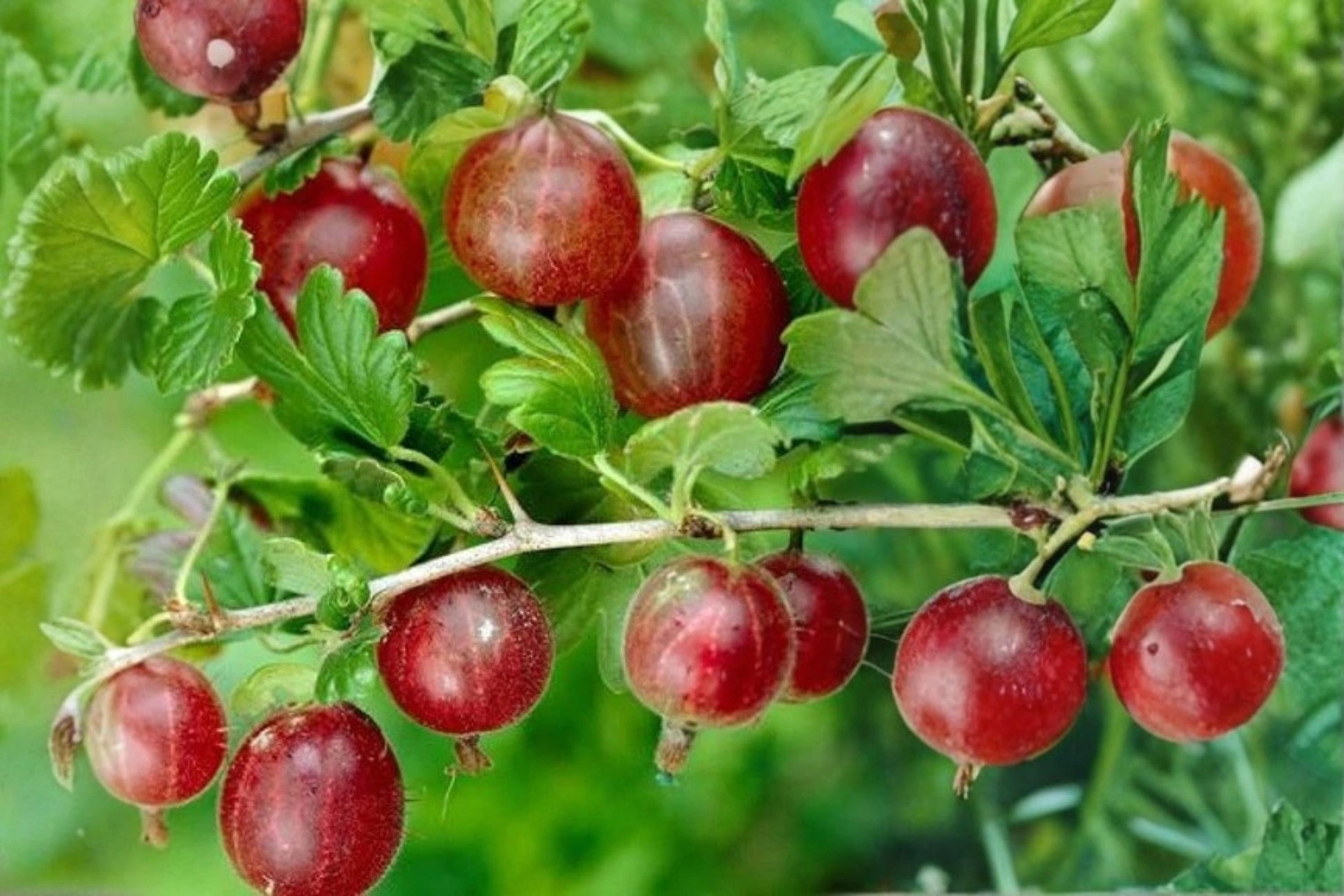 Gooseberry Plant - Captivator Variety - Healthy Live Pruned Ribes uva-crispa - Ideal for Home Gardens & Containers