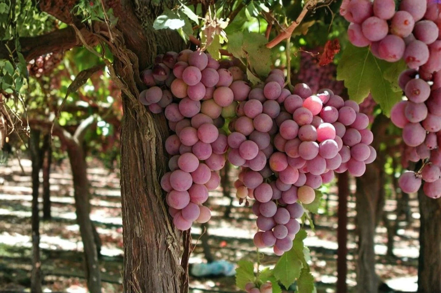 Canadice Seedless Grape Vine Plant - 1-2 Year Old - Vitis labrusca - Home Garden Fruit Plant
