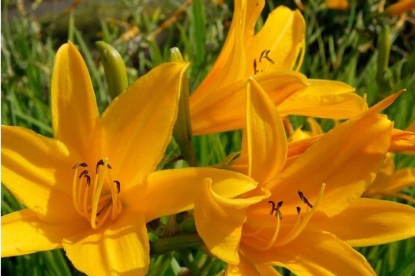 Aztec Gold Daylily Bulbs - 2 Perennial Bare Root Plants - Hemerocallis 'Aztec Gold' - Golden Yellow Flowers for Garden