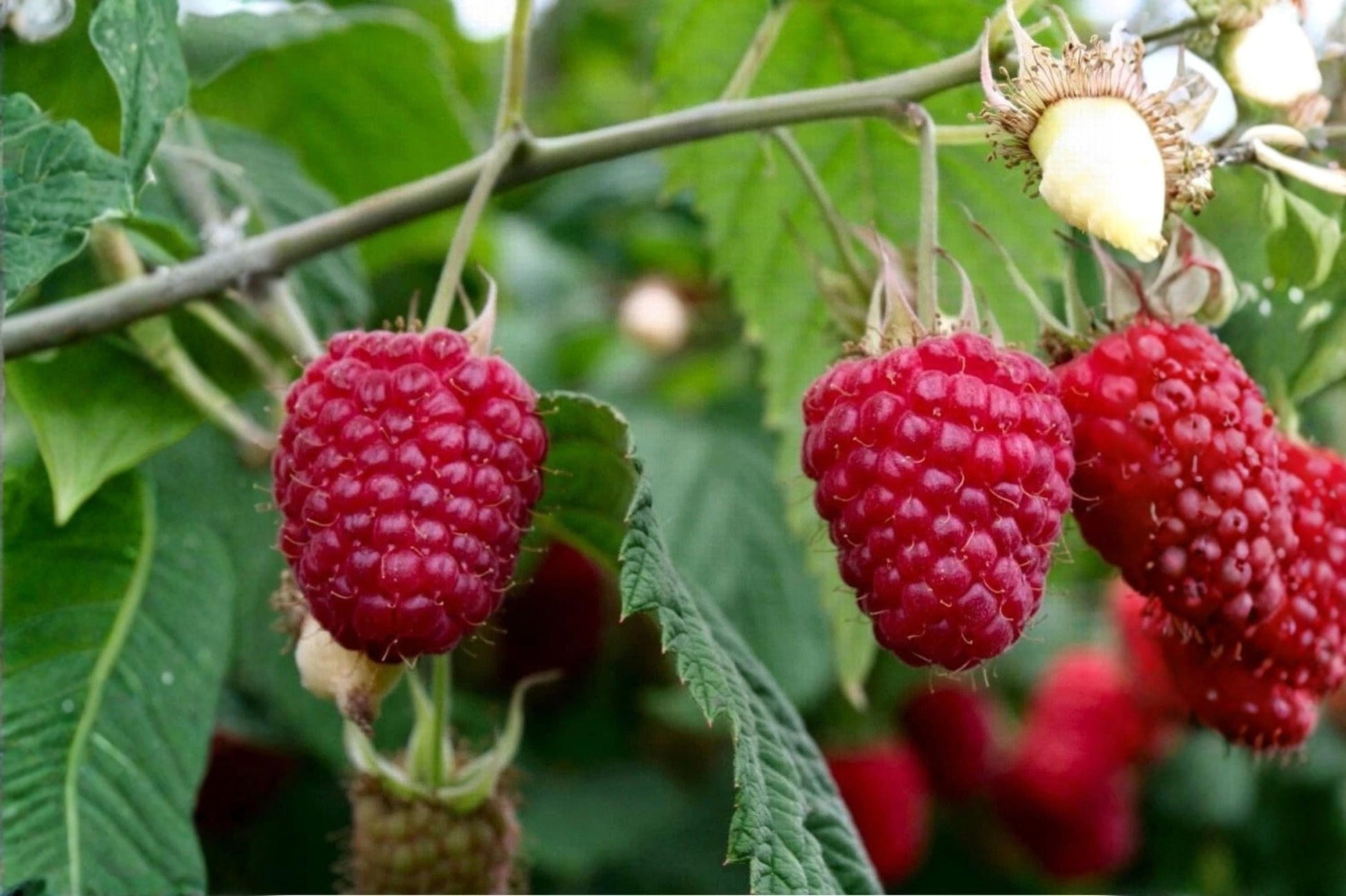Polka Everbearing Raspberry Plants - 1-2 Year Old Live Red Fruit Bushes - Rubus idaeus 'Polka' - High Yielding Garden Plants