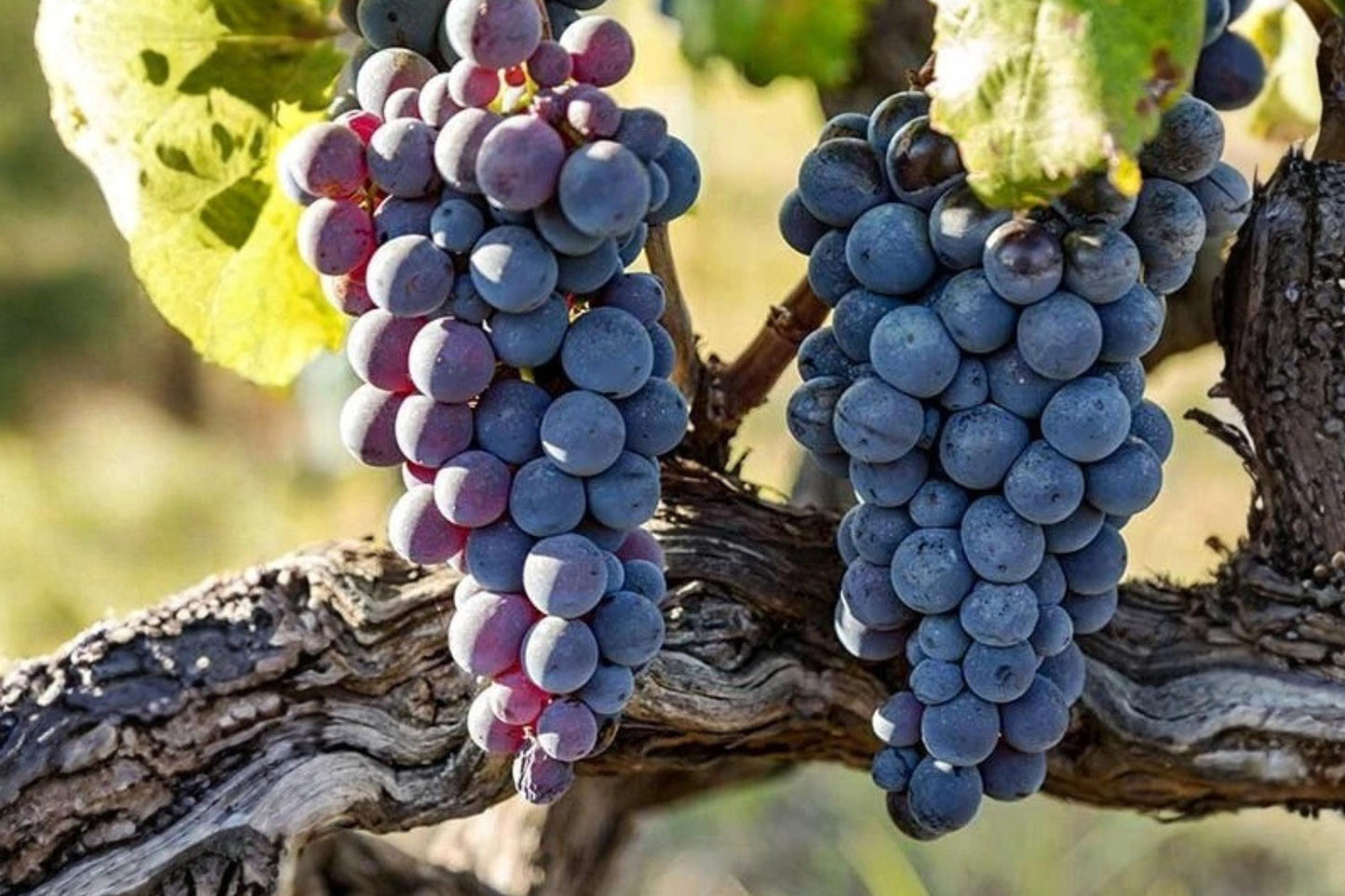 Jupiter Seedless Grape Vine Plant - 1-2 Year Old Vitis vinifera - Rare Live Plant for Home Garden or Patio