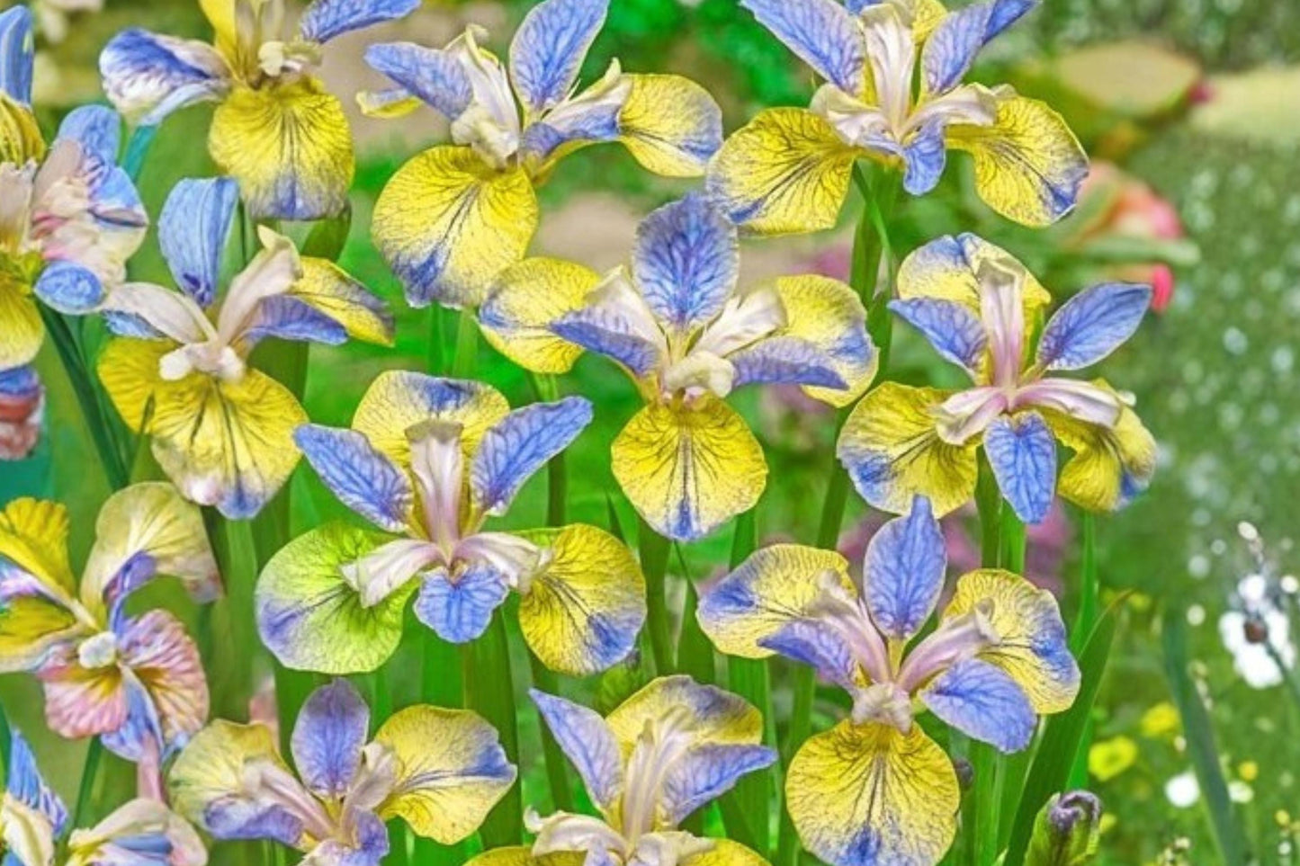 Siberian Iris Bare Root Bulb - Tipped in Blue - Iris sibirica Rhizome - Hardy Perennial for Garden Borders and Water Gardens
