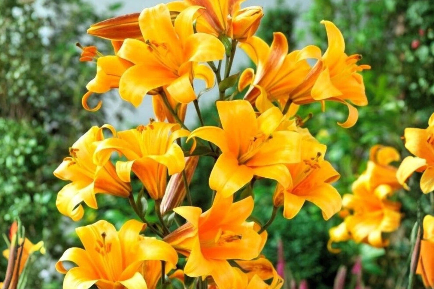 Giant Hybrid Lily Bulb - Extra Large Orange Planet - 7" Blooms - Lilium Hybrid - Easy to Grow Garden Flower Bulb
