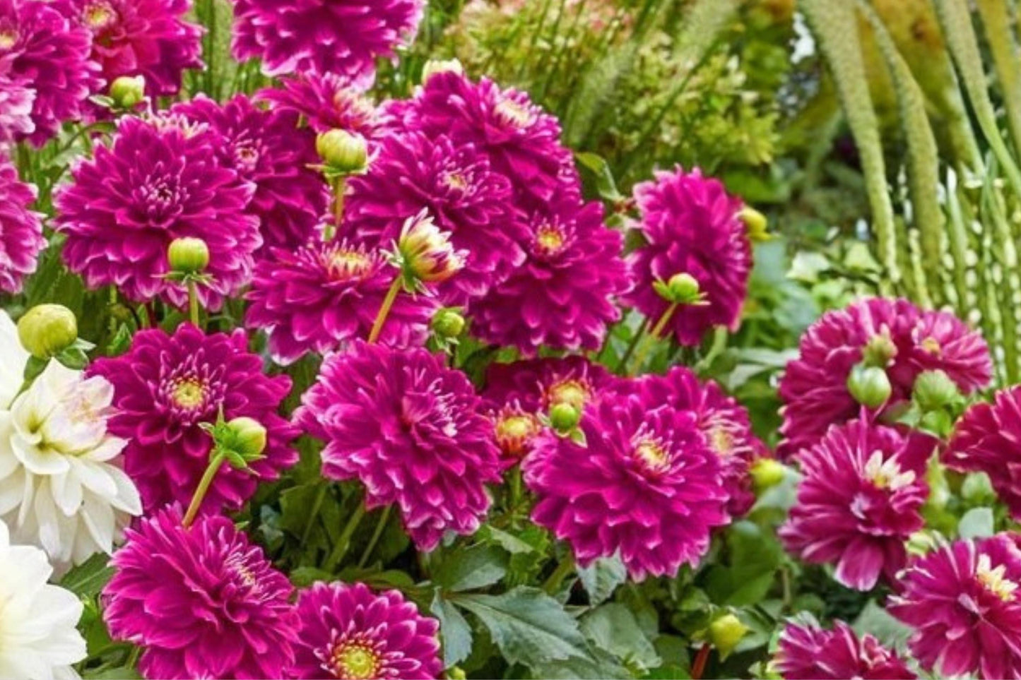Go Go Purple Dahlia Flower Bulb Tuber Clump - Vibrant Purple Blooms, Decorative Border Plant, Dahlia pinnata