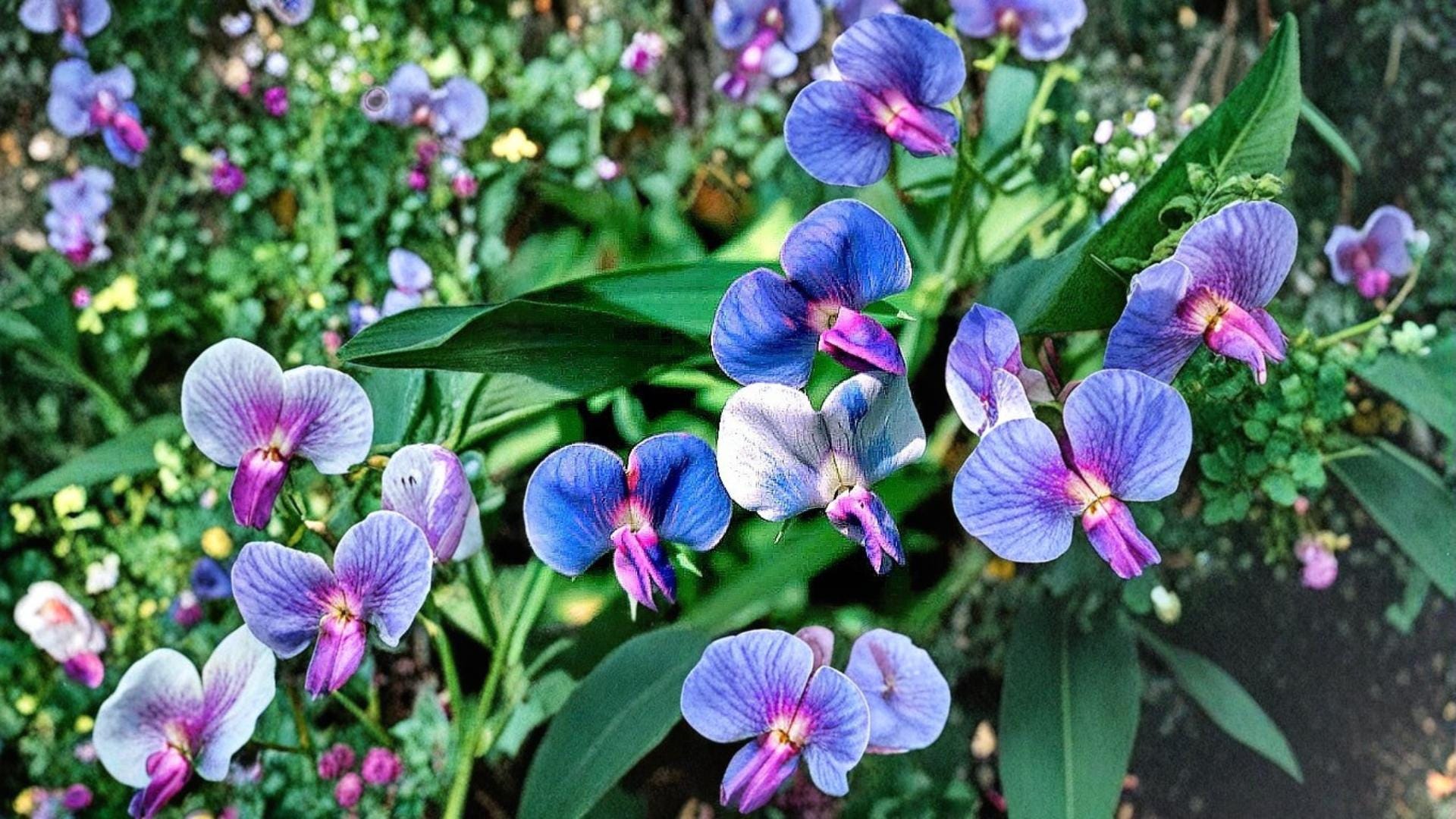 Blue Sweet Pea Seeds - 5 Pack - Lathyrus sativus - Ornamental Climbing Vine with Blue Flowers