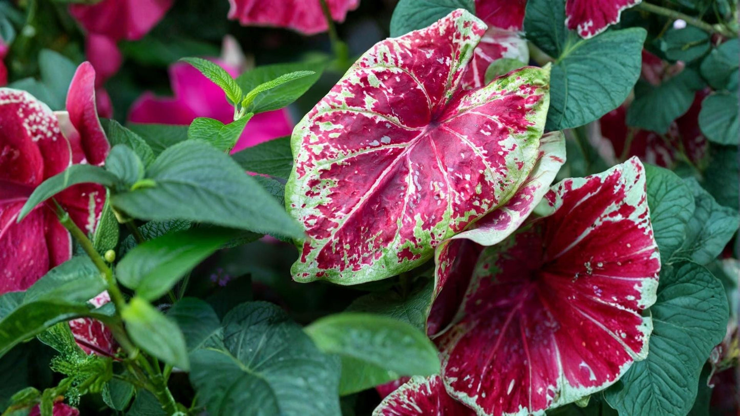 Scarlet O’Hara Caladium Bulbs - 6 Pack - Ornamental Red Foliage - Caladium bicolor - Tropical Container Plant