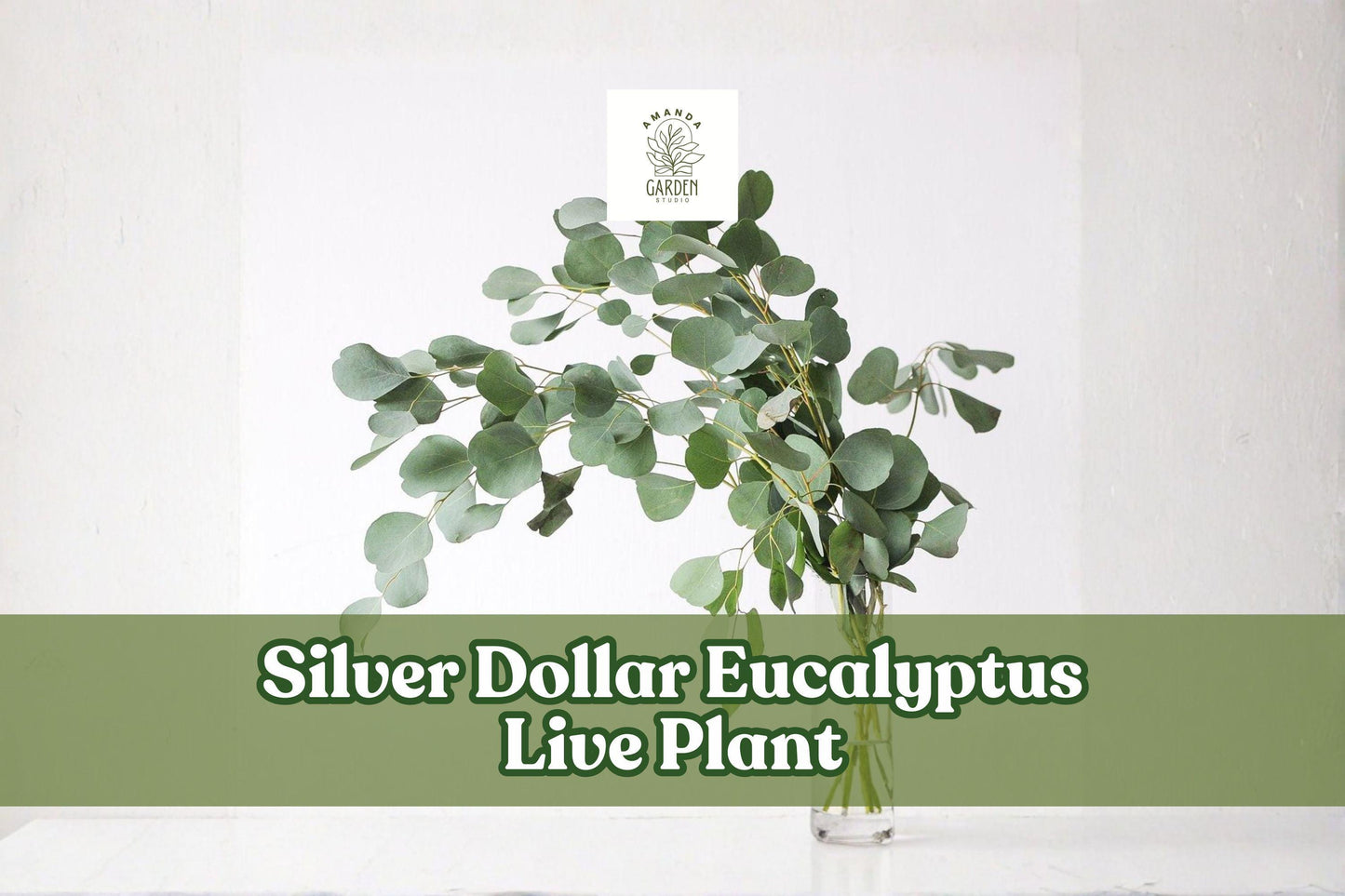 Silver Dollar Eucalyptus Live Plant Plug | Eucalyptus cinerea | Ornamental Foliage | Ideal for Containers & Gardens