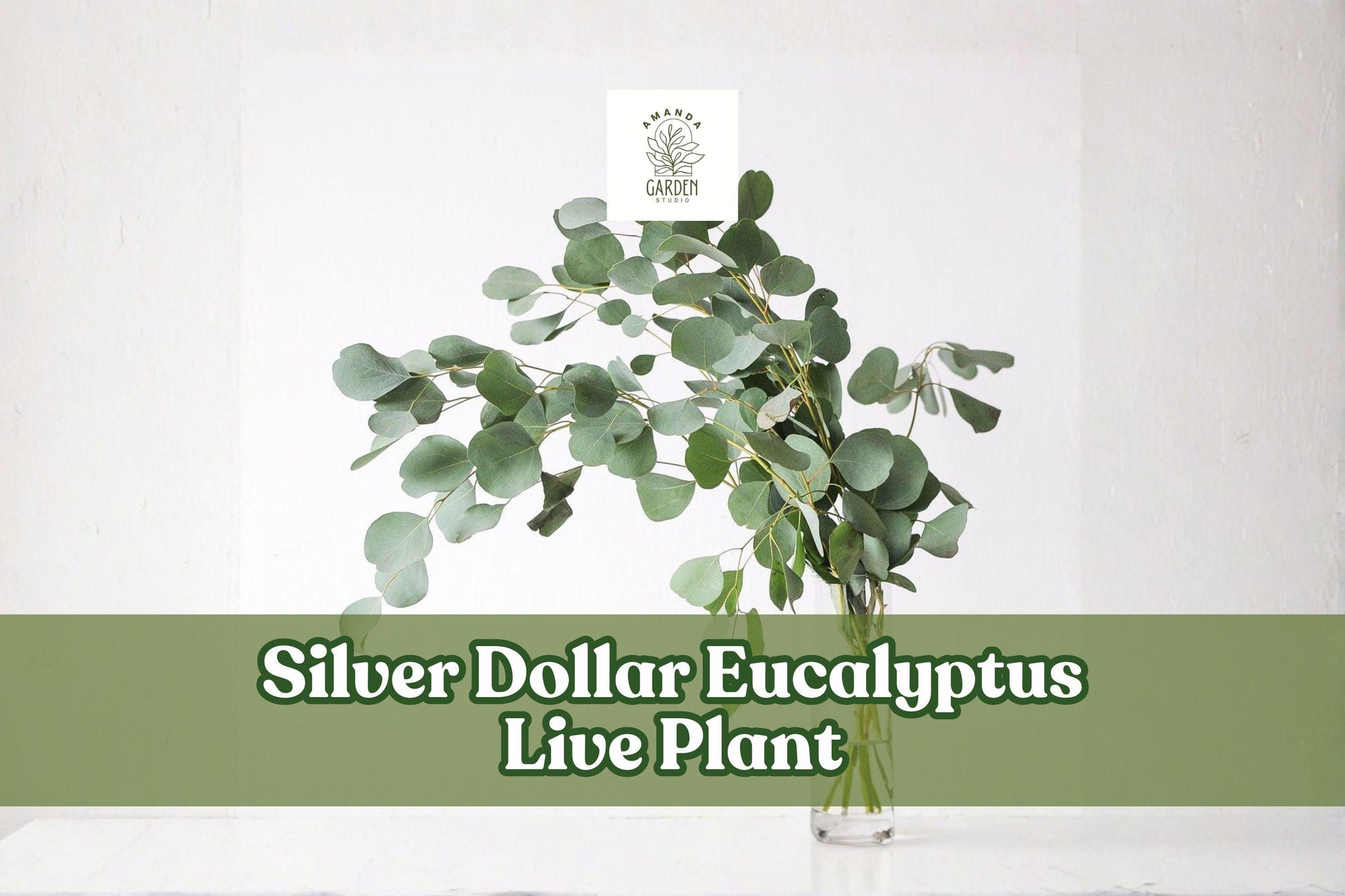Silver Dollar Eucalyptus Live Plant Plug | Eucalyptus cinerea | Ornamental Foliage | Ideal for Containers & Gardens