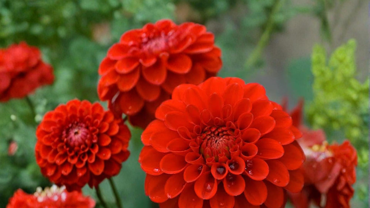 Red Cap Dahlia Tubers - 3 Pack - Red Ball-Shaped Blooms - Dahlia pinnata - Perennial Flower for Garden Beds & Containers